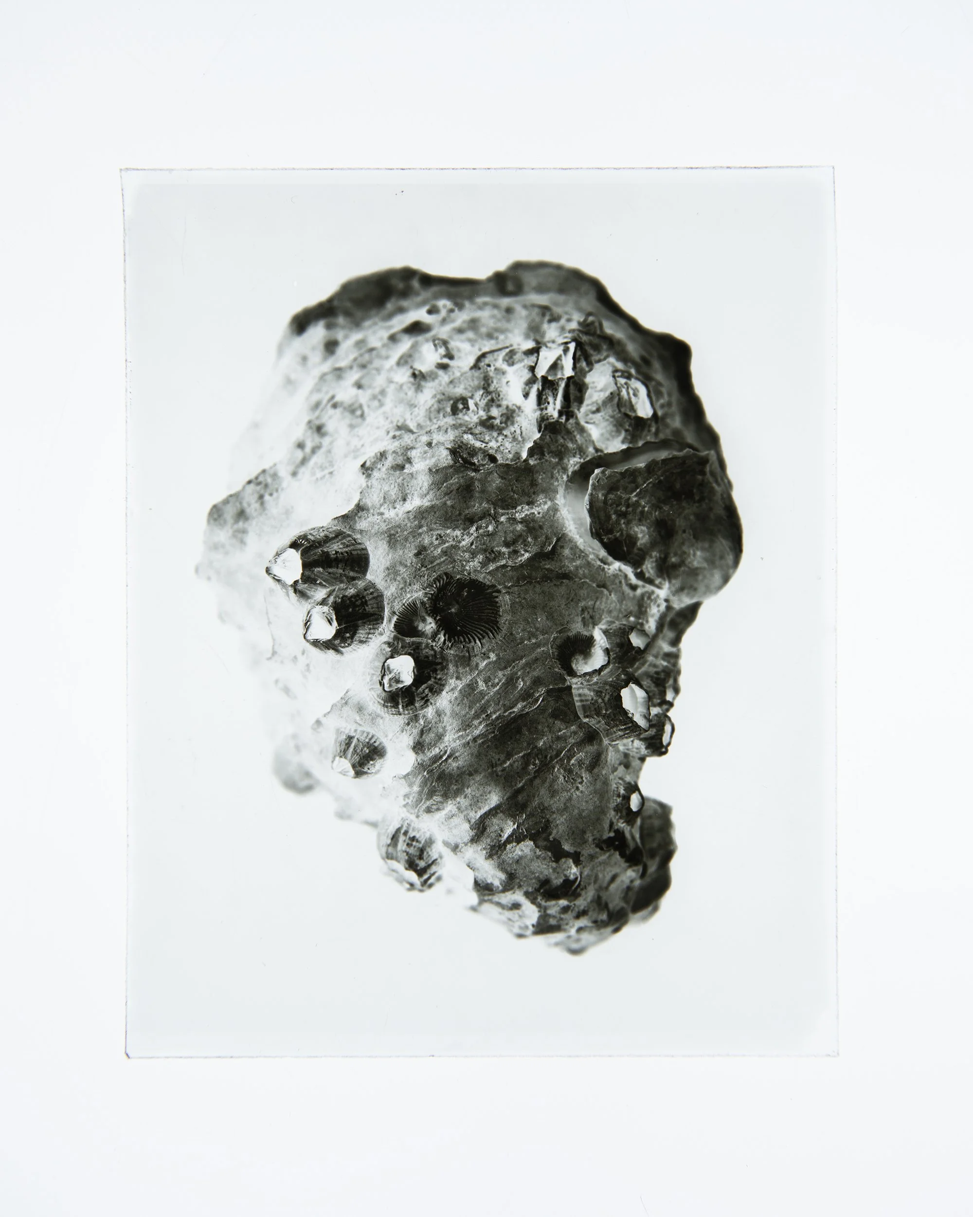 Oyster Shell Topography, 4x5" Dry Plate negative.