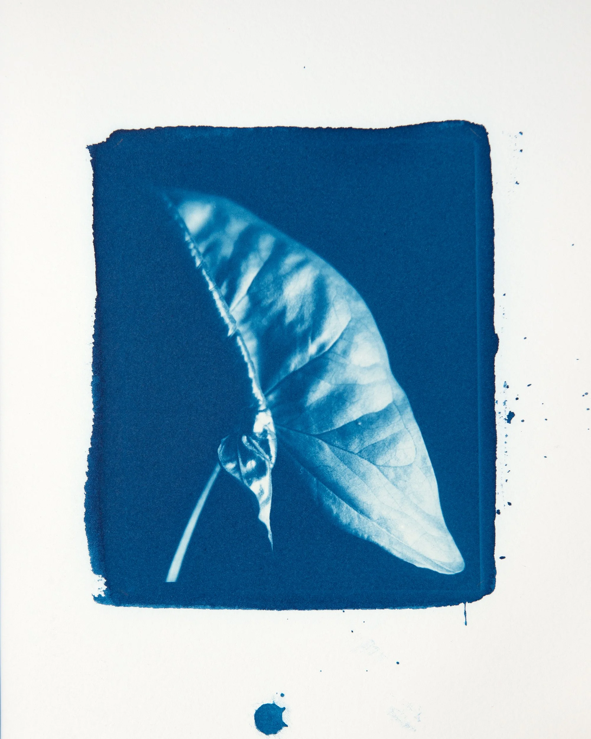 Furled Leaf, 4x5" Cyanotype