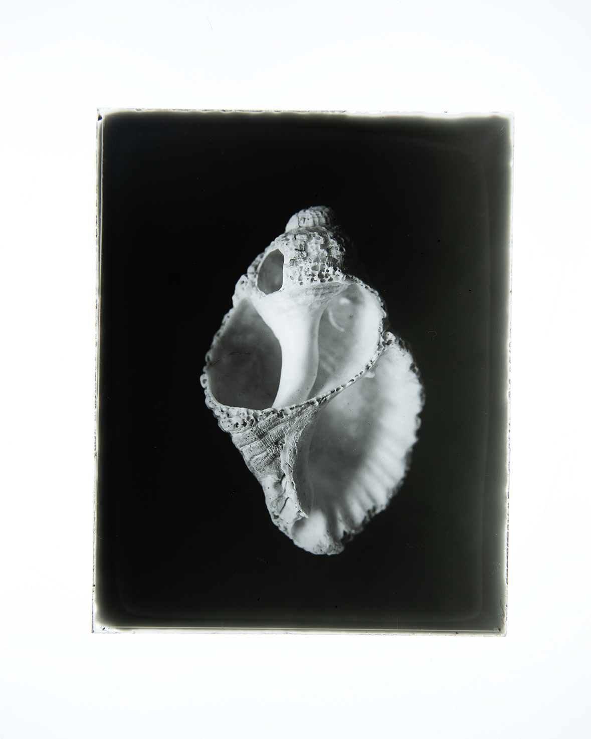 Helix, 4x5" Dry Plate positive transparency