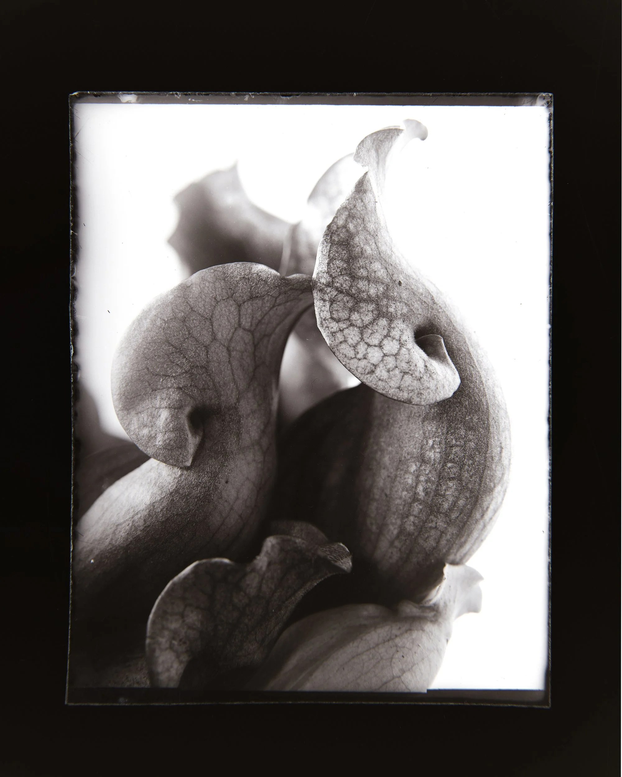 Sarracenia, 4x5" Dry plate negative, inverted.