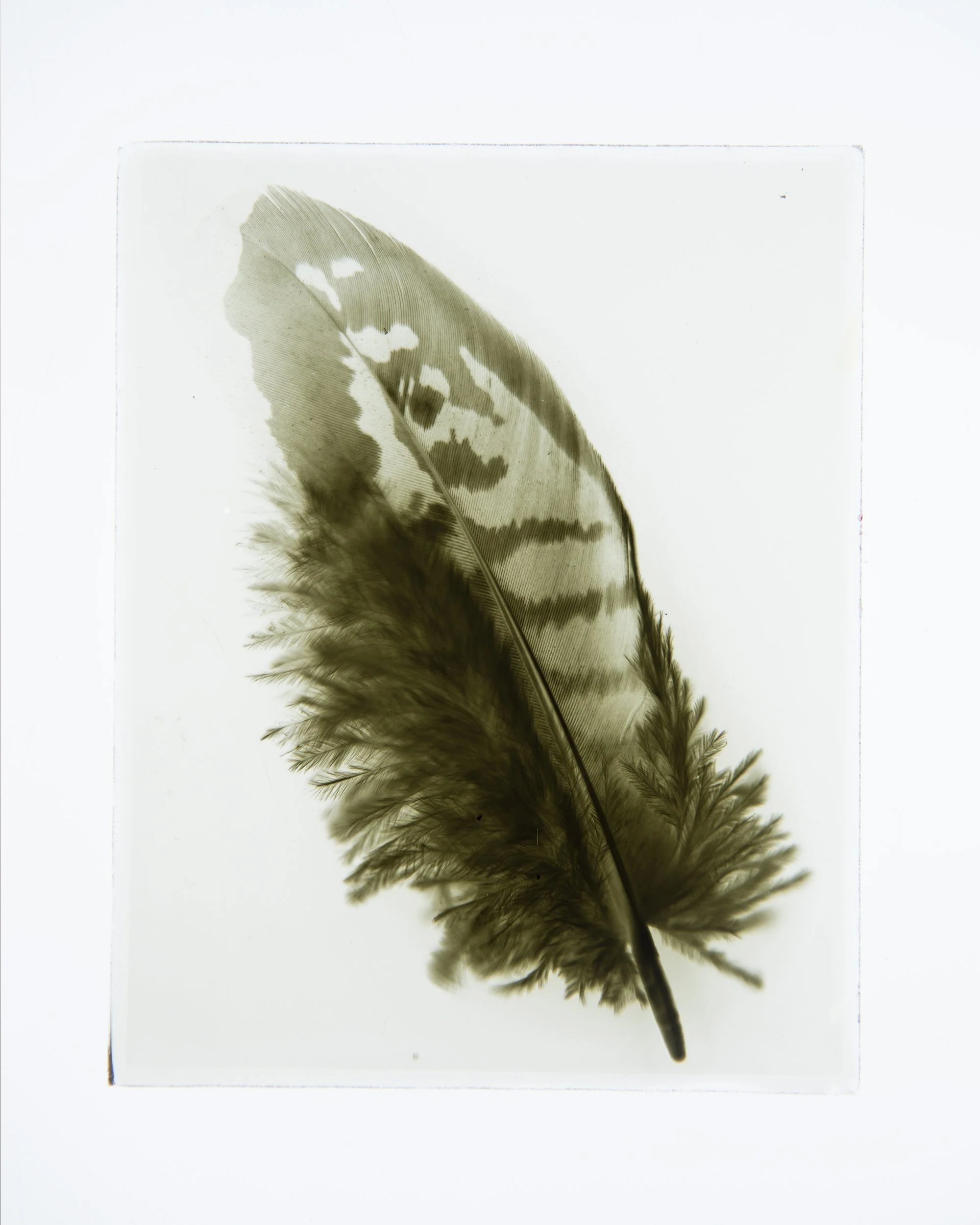 Feather, 4x5" Dry Plate negative.
