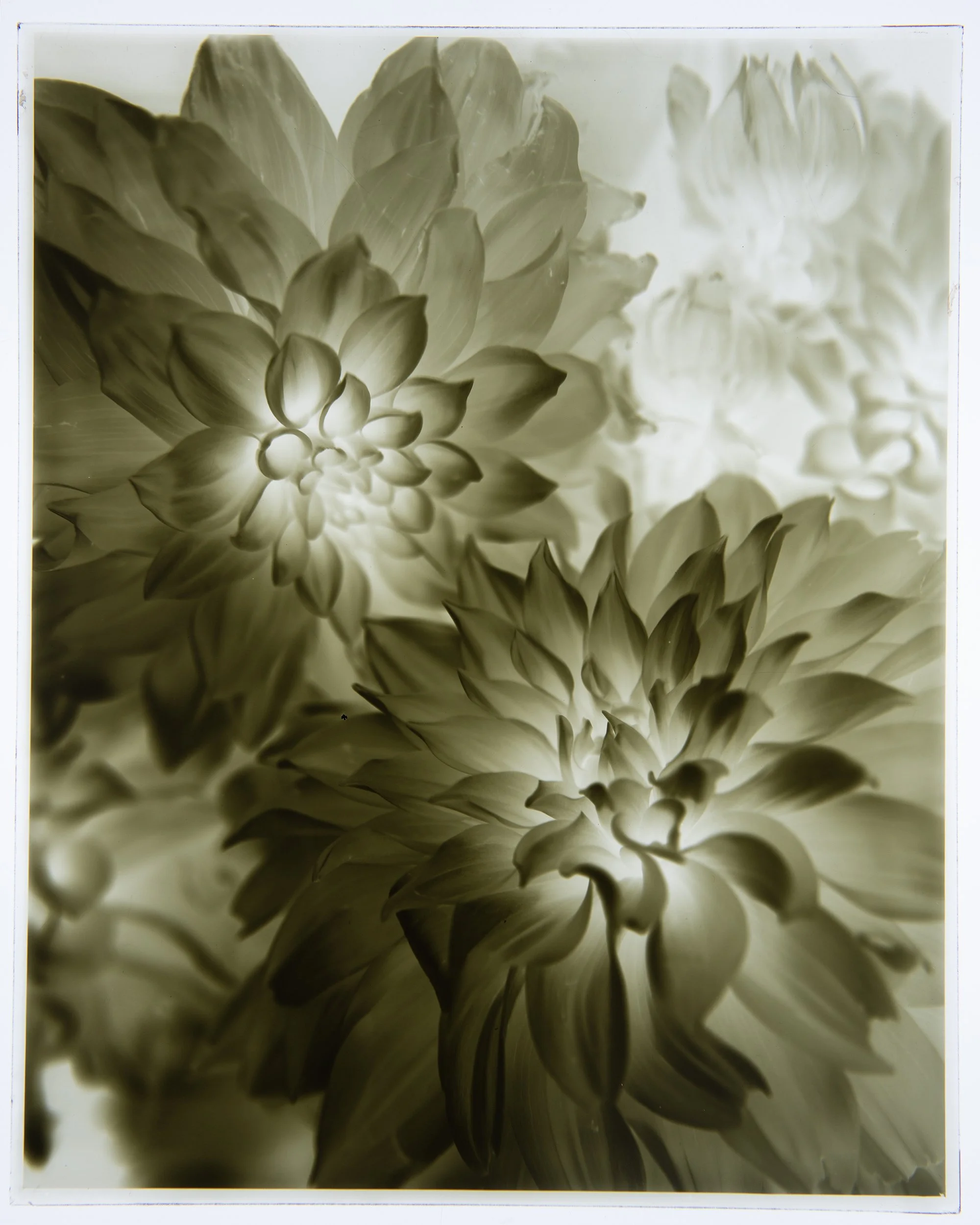 Dahlias, 8x10" Dry Plate negative.

