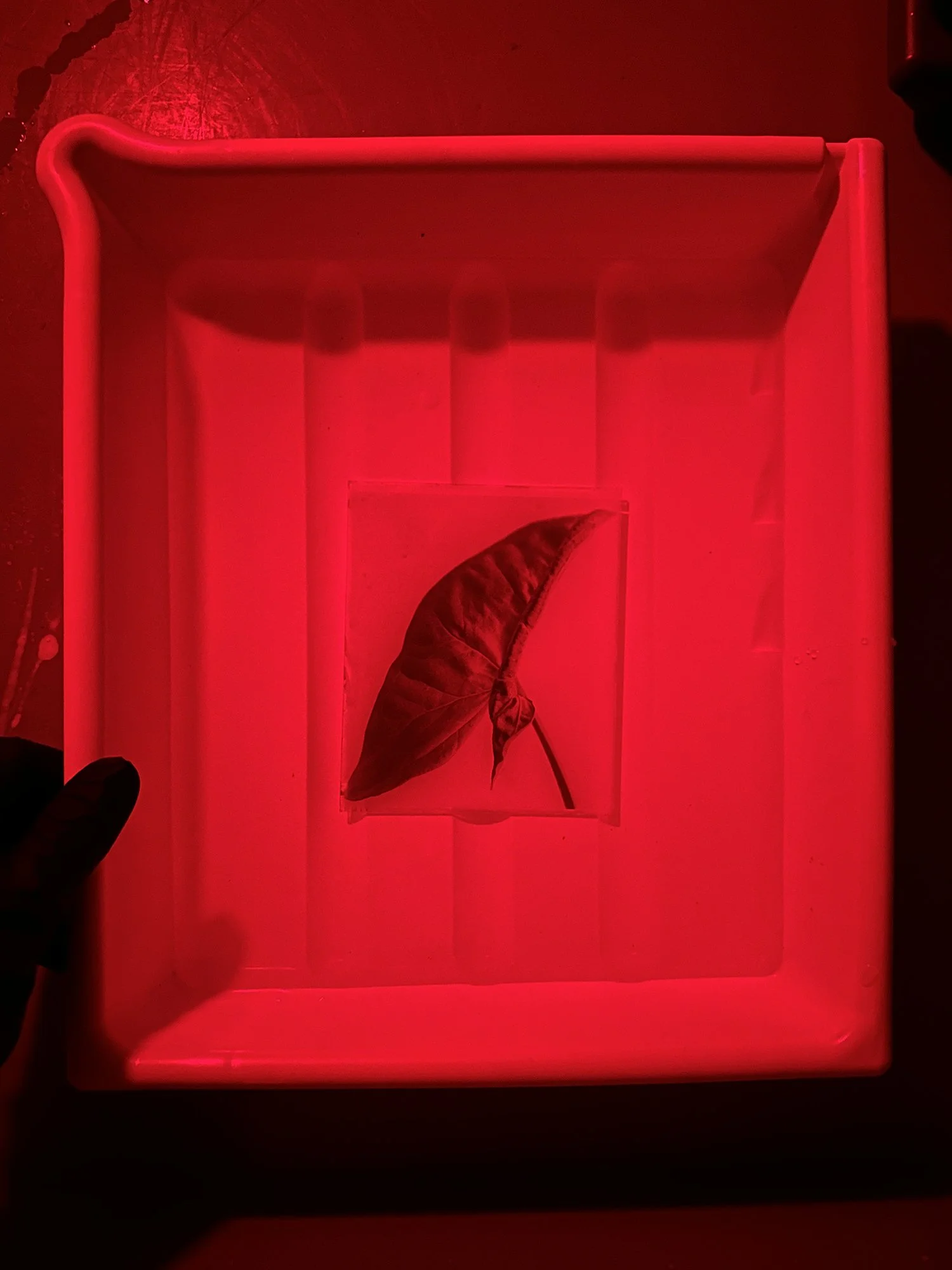 A dry plate negative being developed under safelight