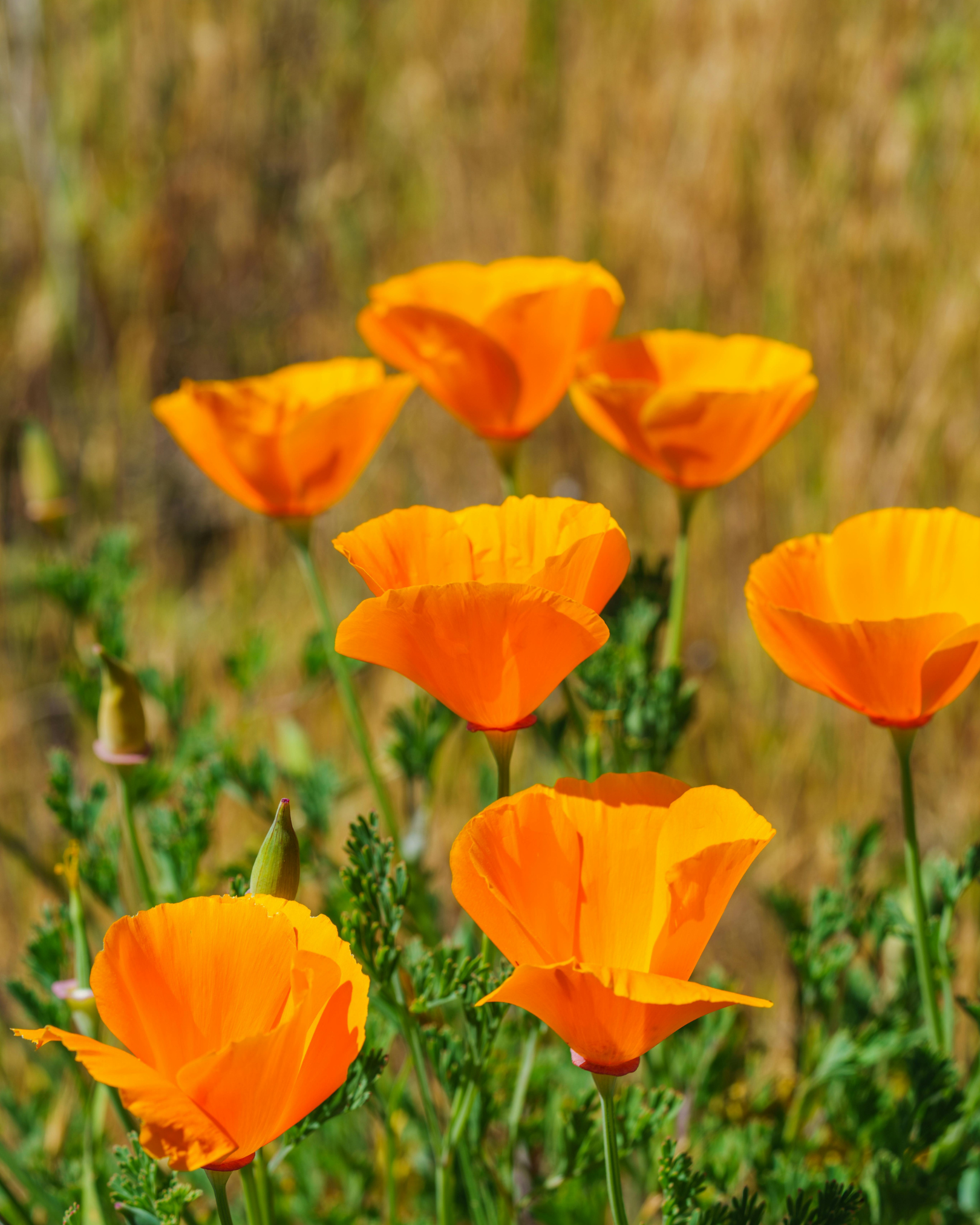 Bright orange poppy flowers bloom on green stems in a sunlit field, with several open blossoms and a few unopened buds against a softly blurred natural background.