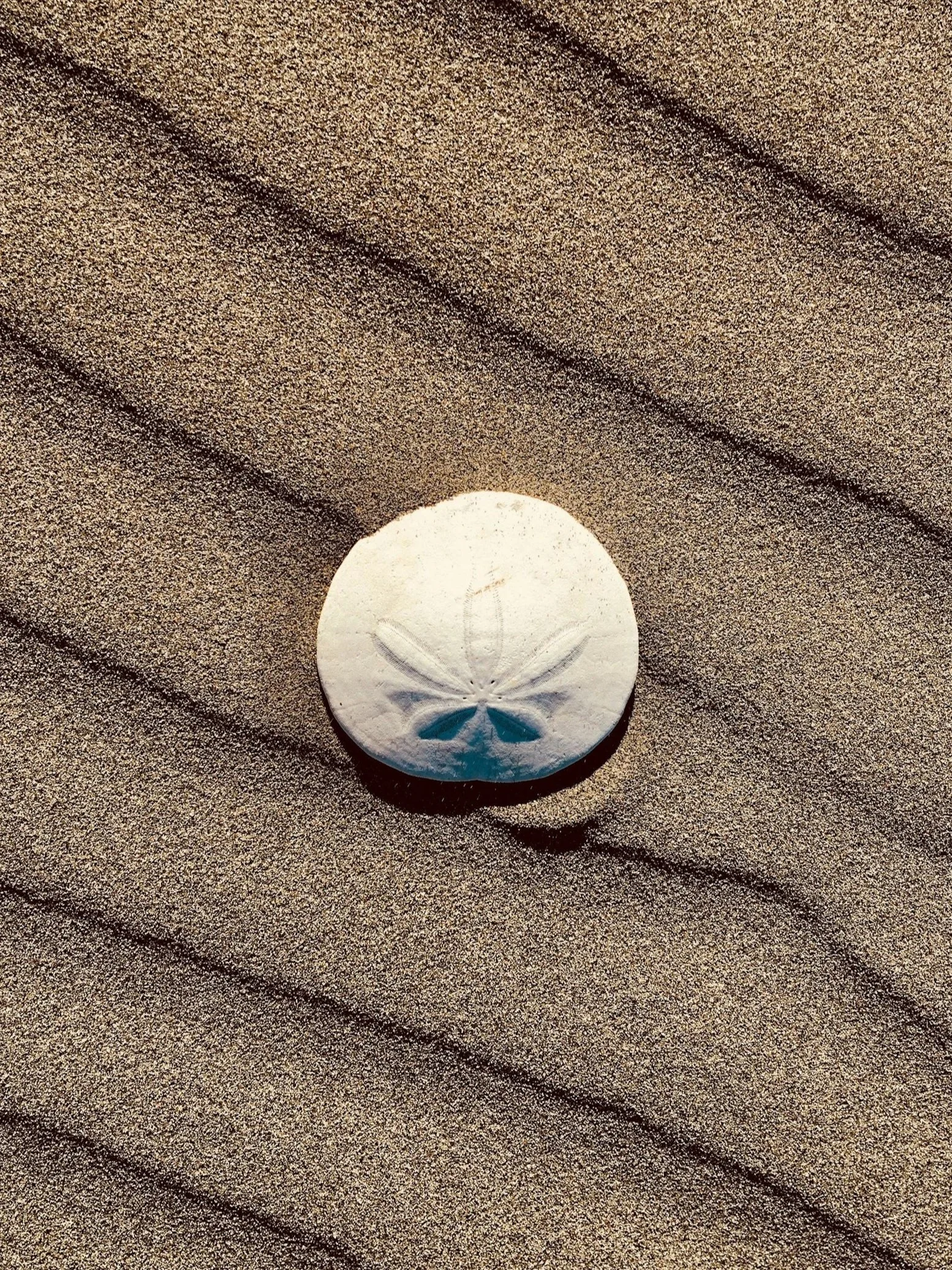 A small white seashell with a dragonfly pattern, placed on textured sand with parallel ridges.