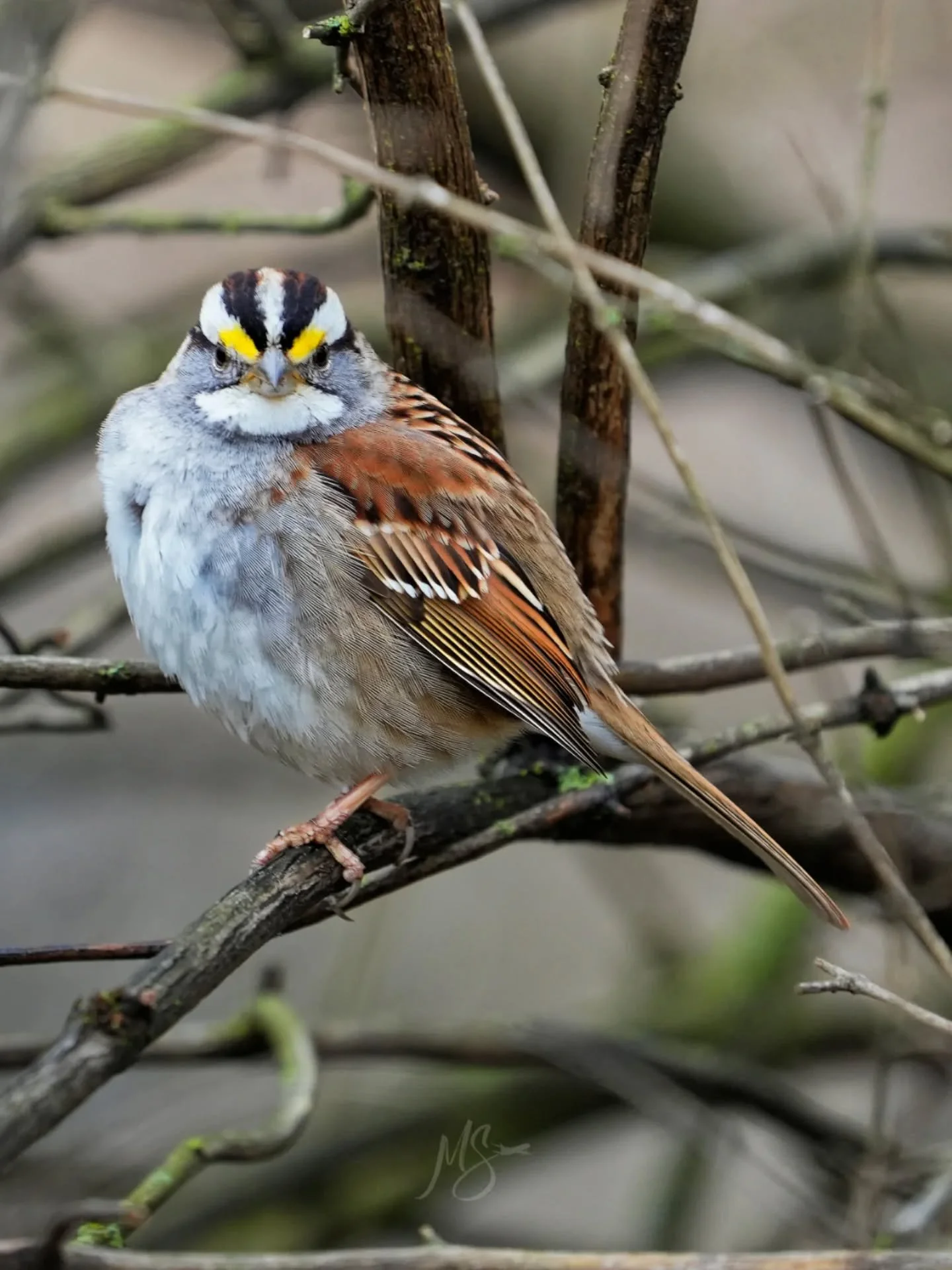 Stare down with a White-Throated Sparrow

#sonya7iv #sony200600g #dxophotolab #kentucky #lexington #wildlife_shots #bird_captures #sparrow