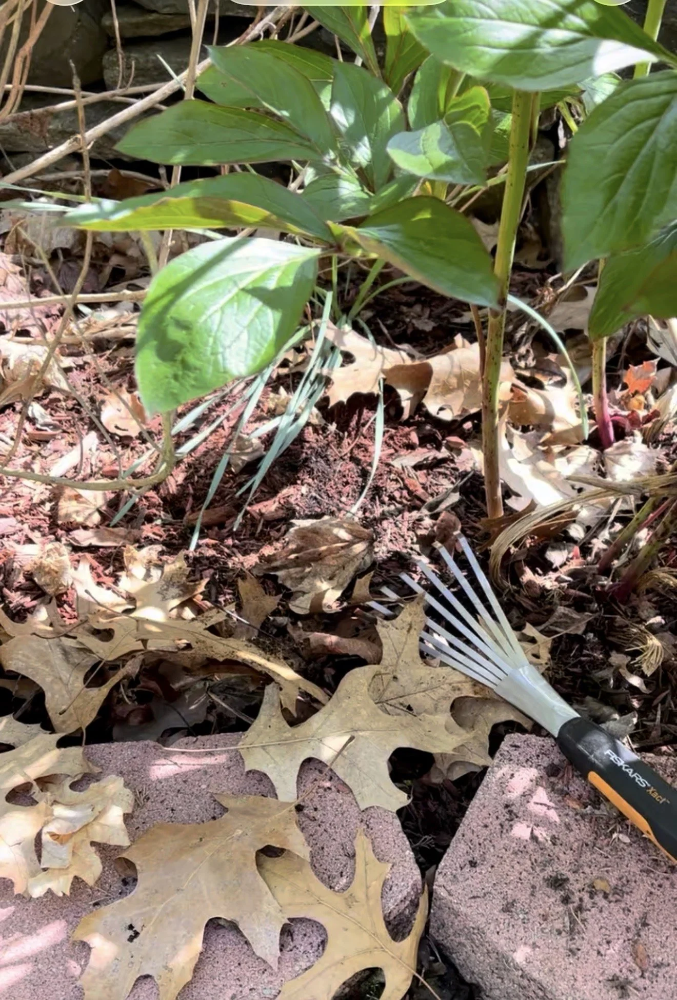 Spring/Fall Clean Up