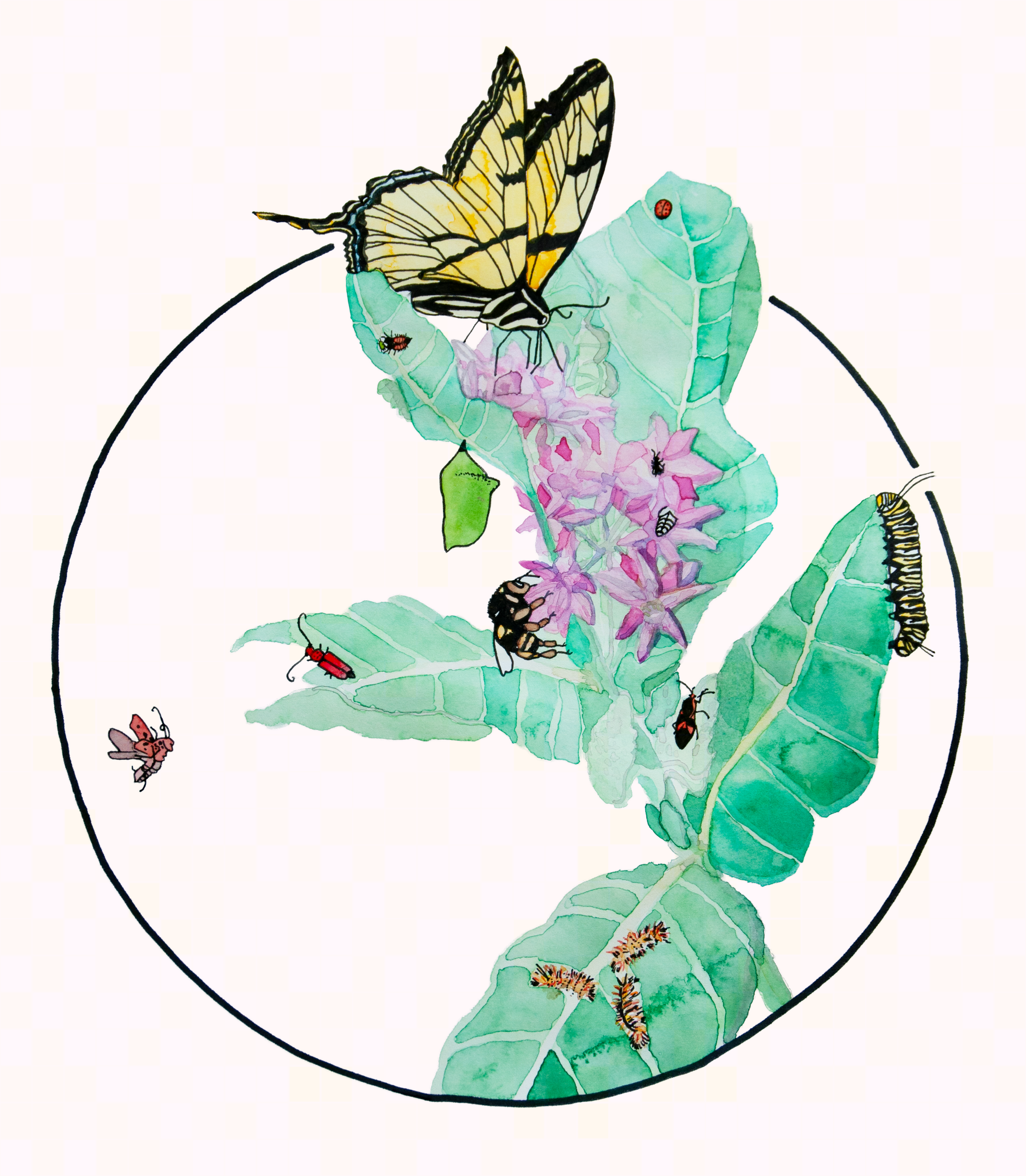 Fine Art Print - "My Milkweed Brings All the Bugs to the Yard"