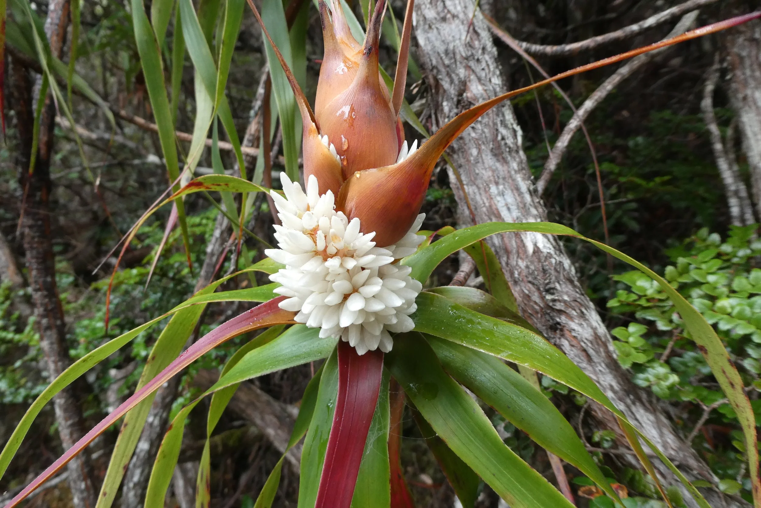 Pineapple Candle heath, Mt Wellington