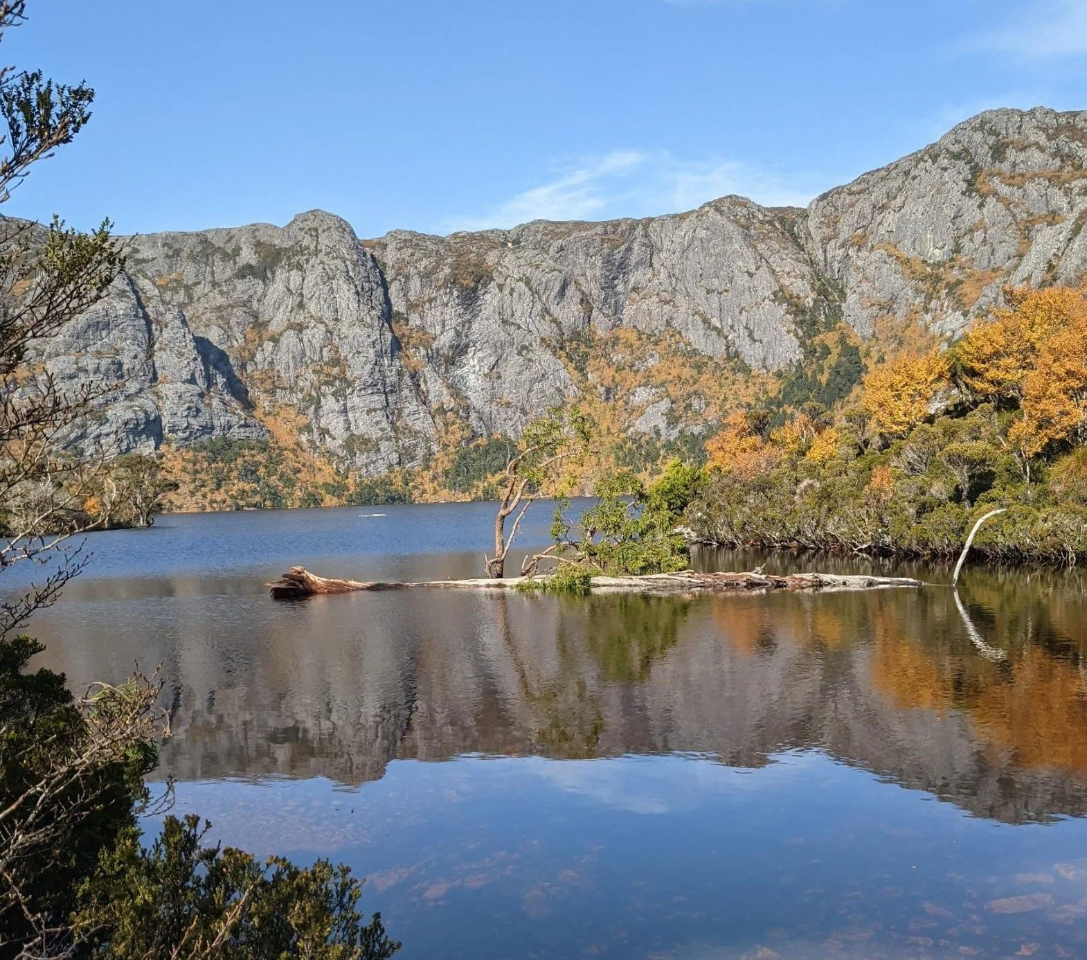 Fagus at Cradle Mountain
