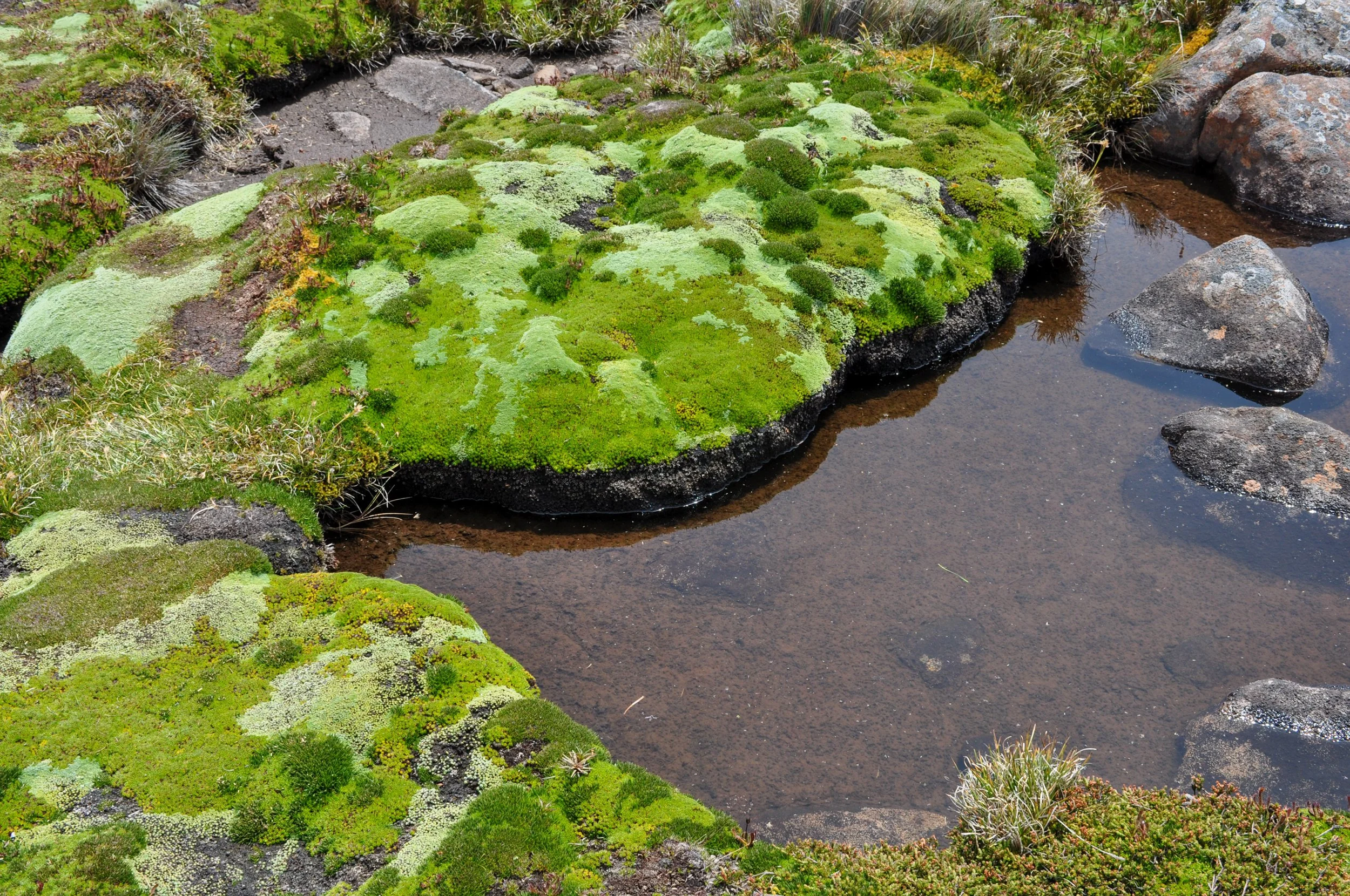 Cushion plants, Ben Lomand National Park 