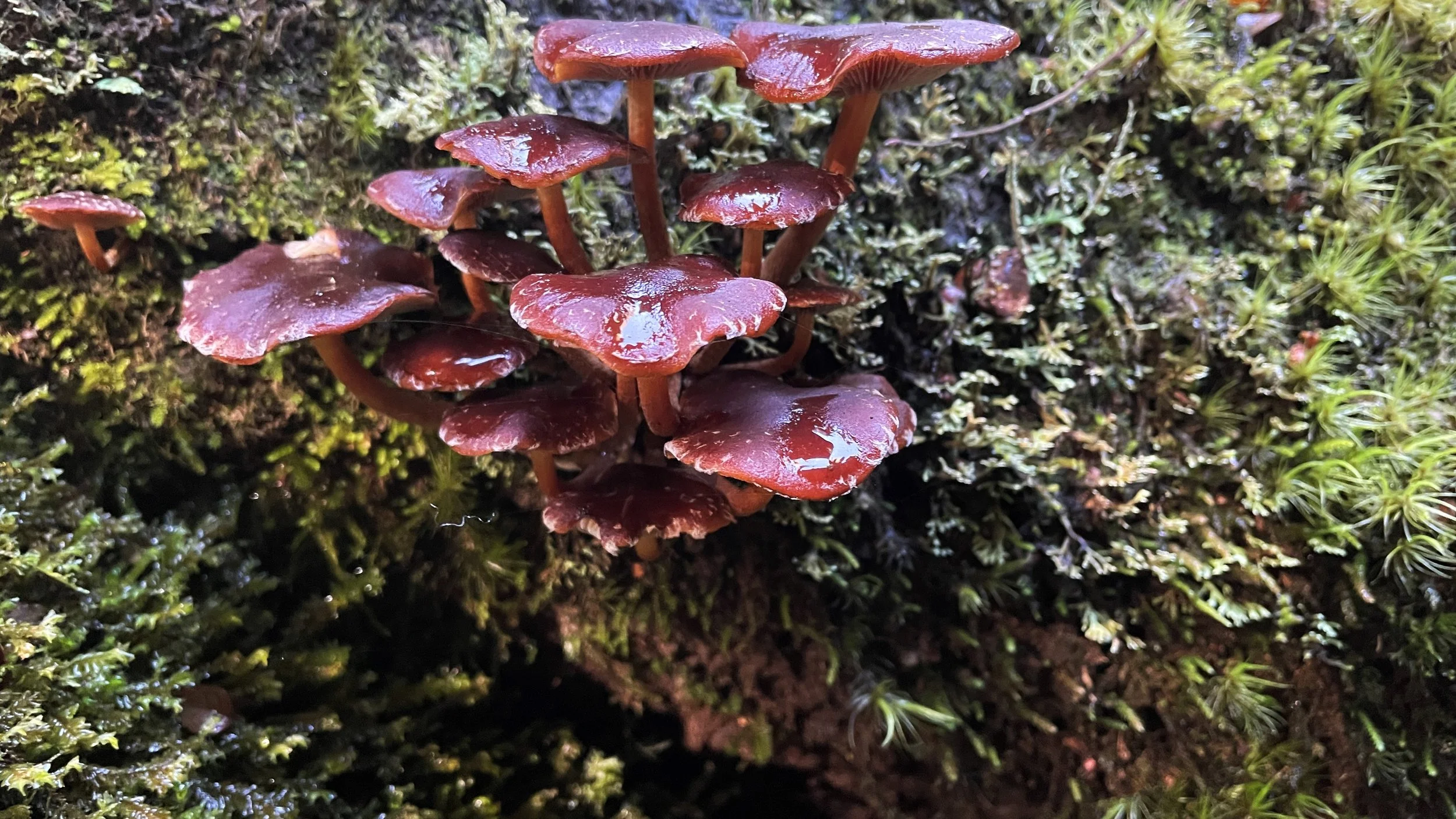 Galerina mushroom 