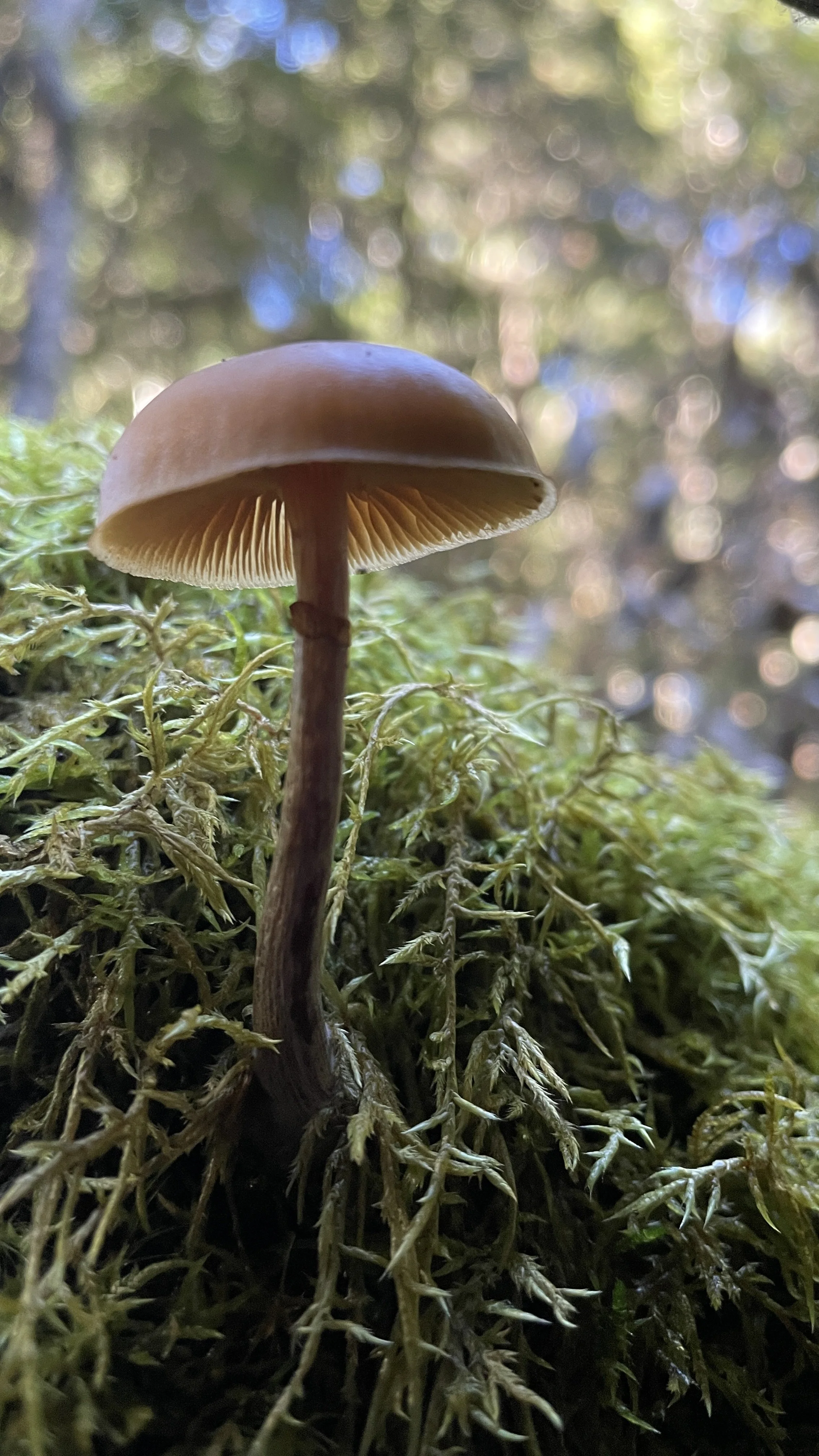 Gilled mushroom 