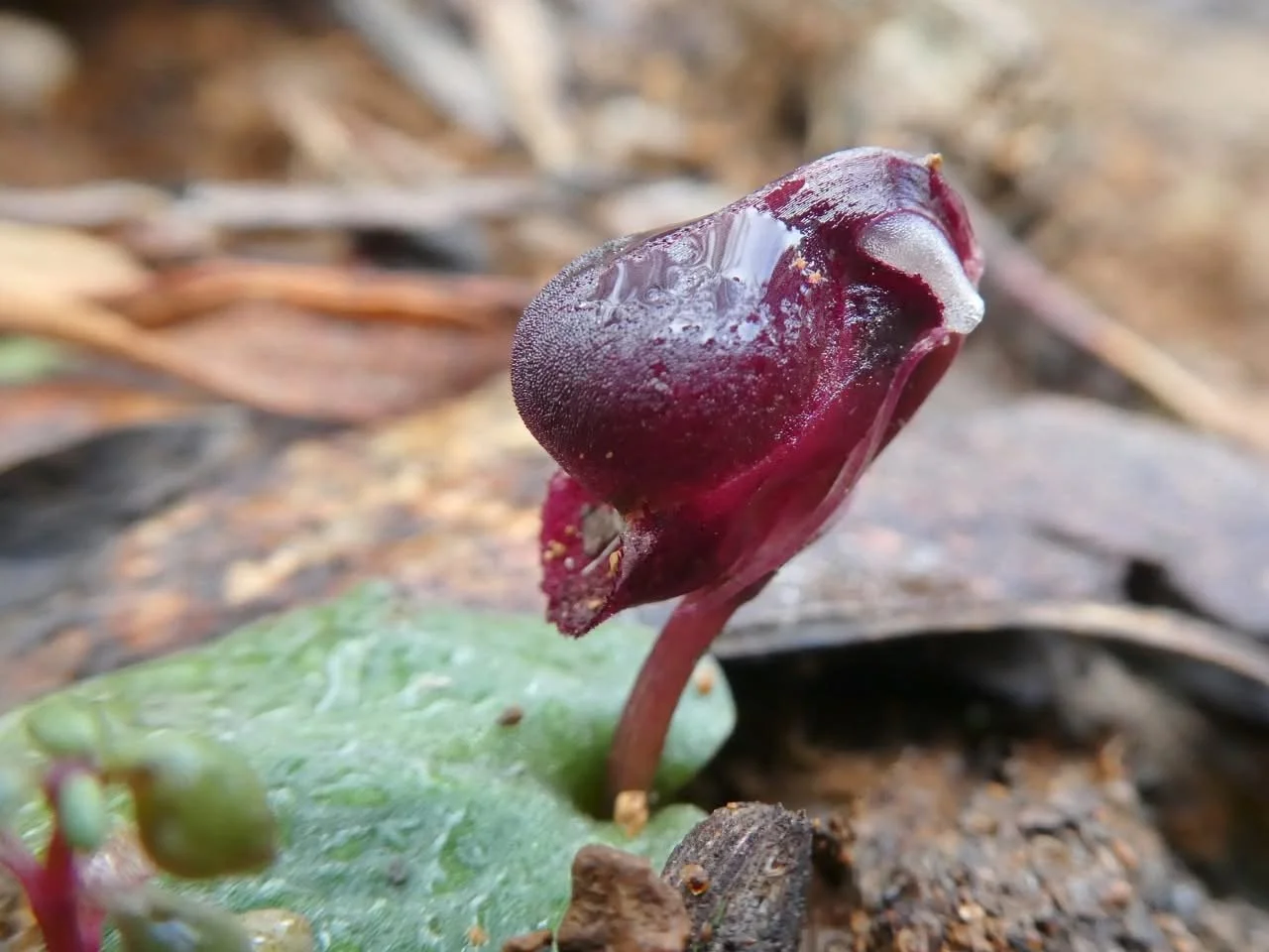 Helmet Orchid