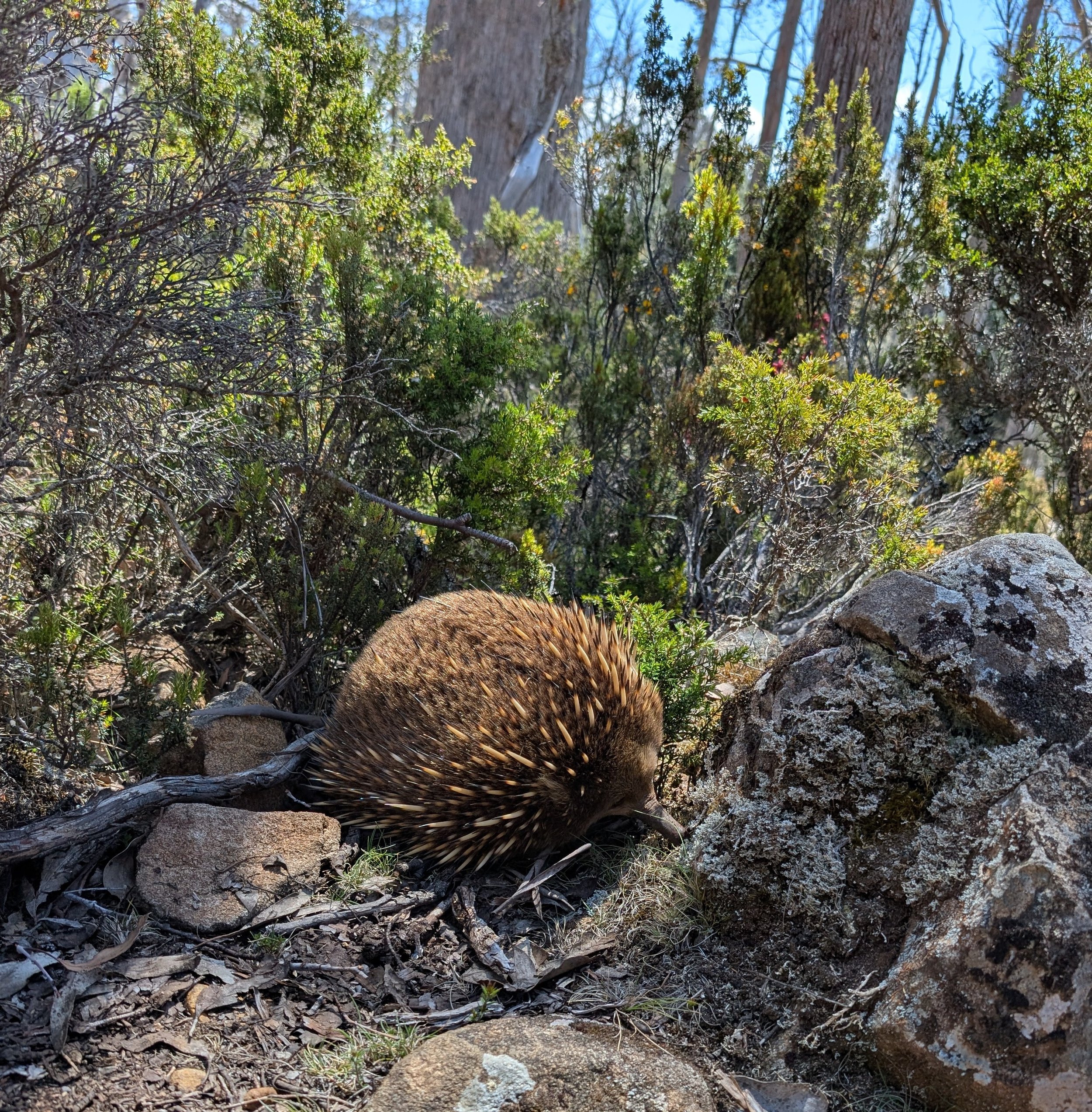 Echidna in the Walls of Jerusalem National Park