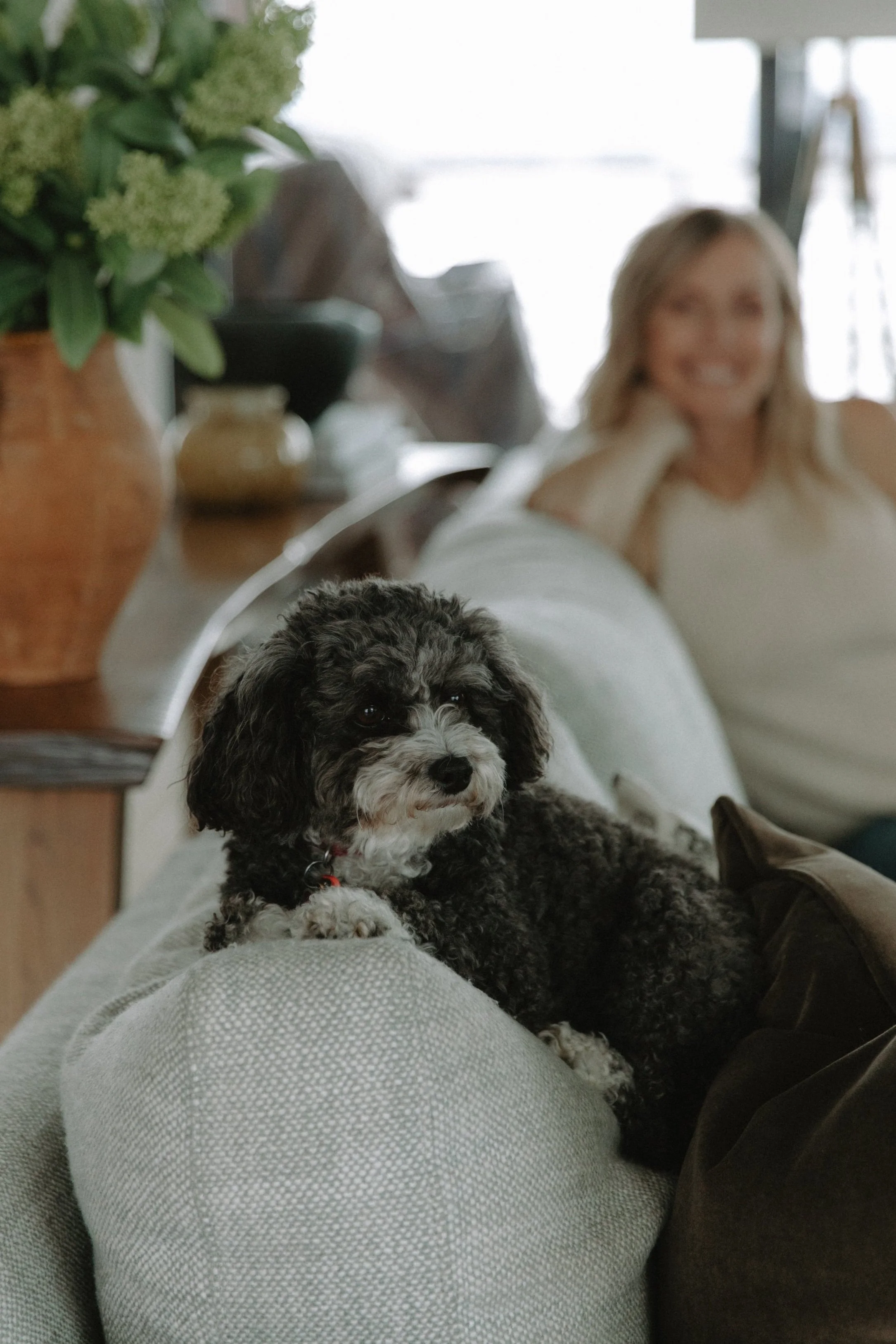 Sofa with high-performance fabric upholstery, designed to resist pet stains and fur while maintaining a chic aesthetic.