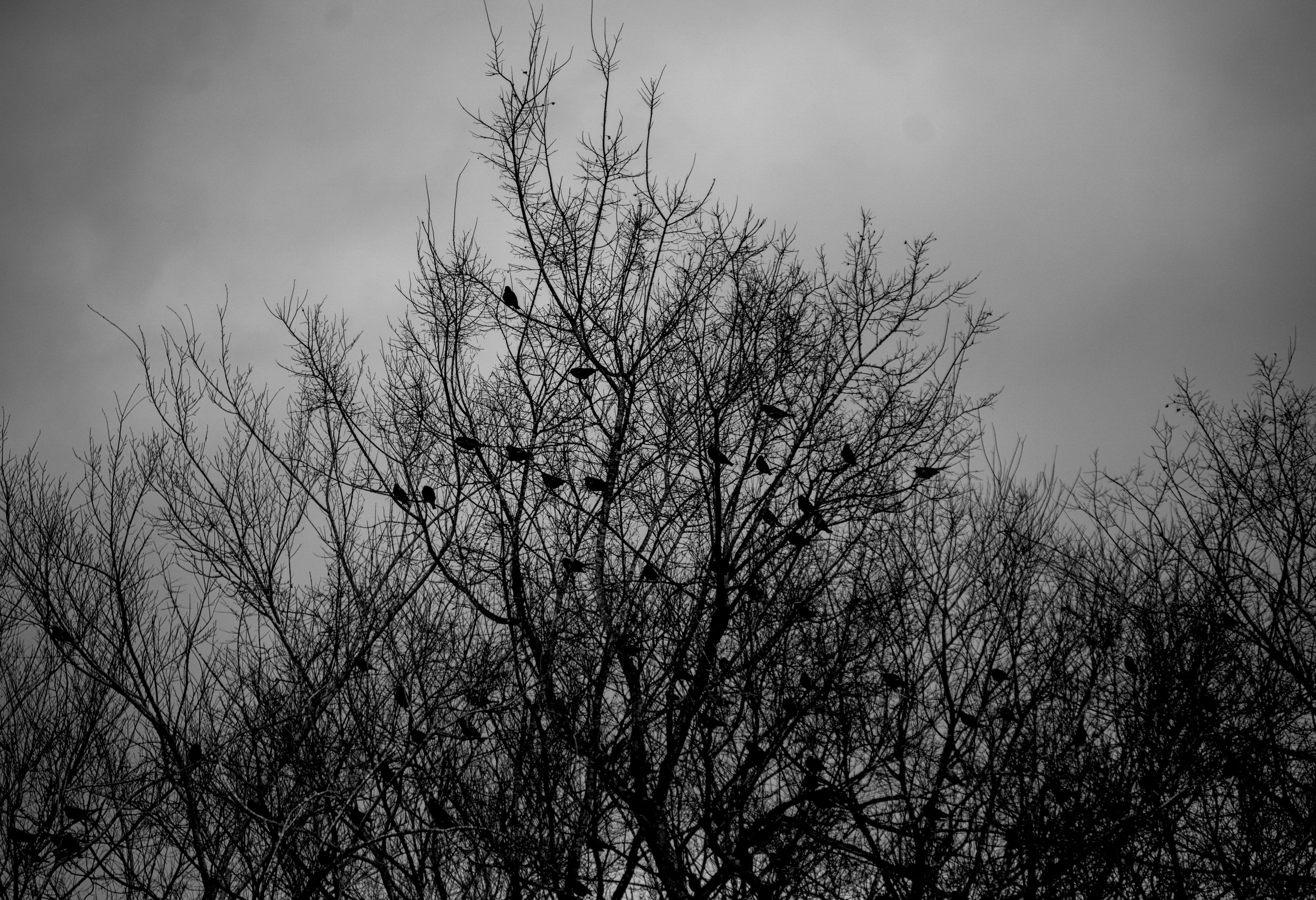 DSC07878.jpg