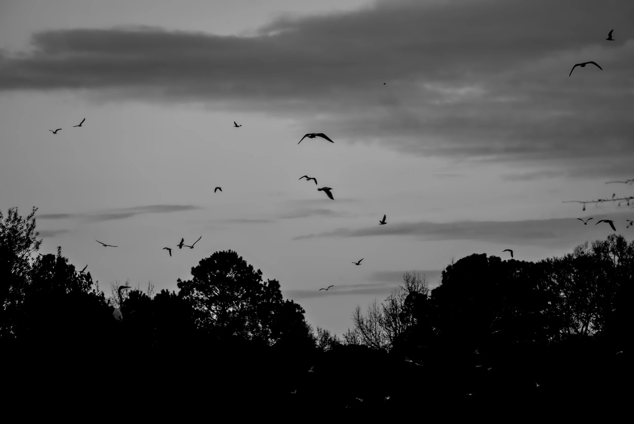DSC07820.jpg