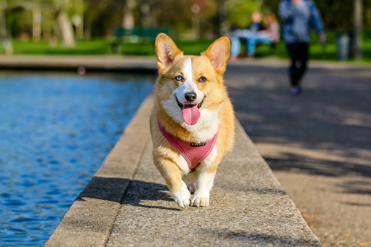 Satire: One of Few Breweries with Dog-friendly Outside Patio in Denver
