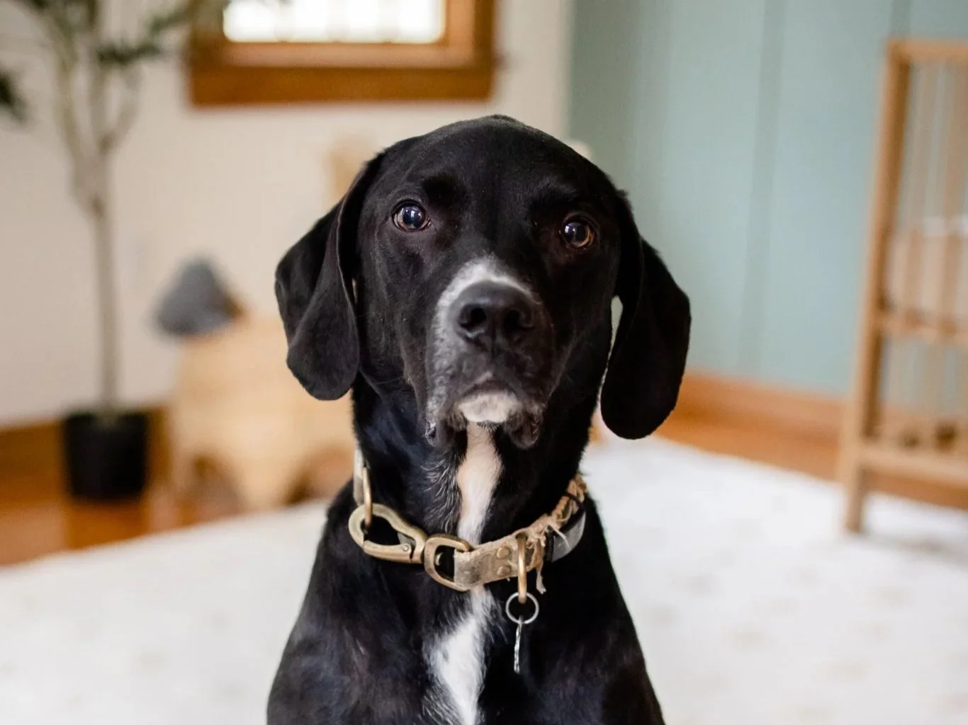A black and white couple of dog with a collar sitting on a white surface in a room with a blurred background