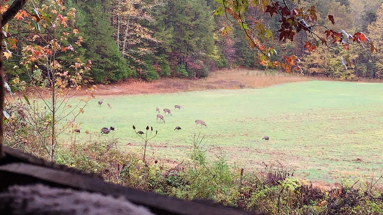 With fall fast approaching, and hunting season just around the corner. @precisionlandmaintenance is now offering bush hogging services and food plot installation. From an over grown field to a small tucked away food plot. PLM is the one for the job💪