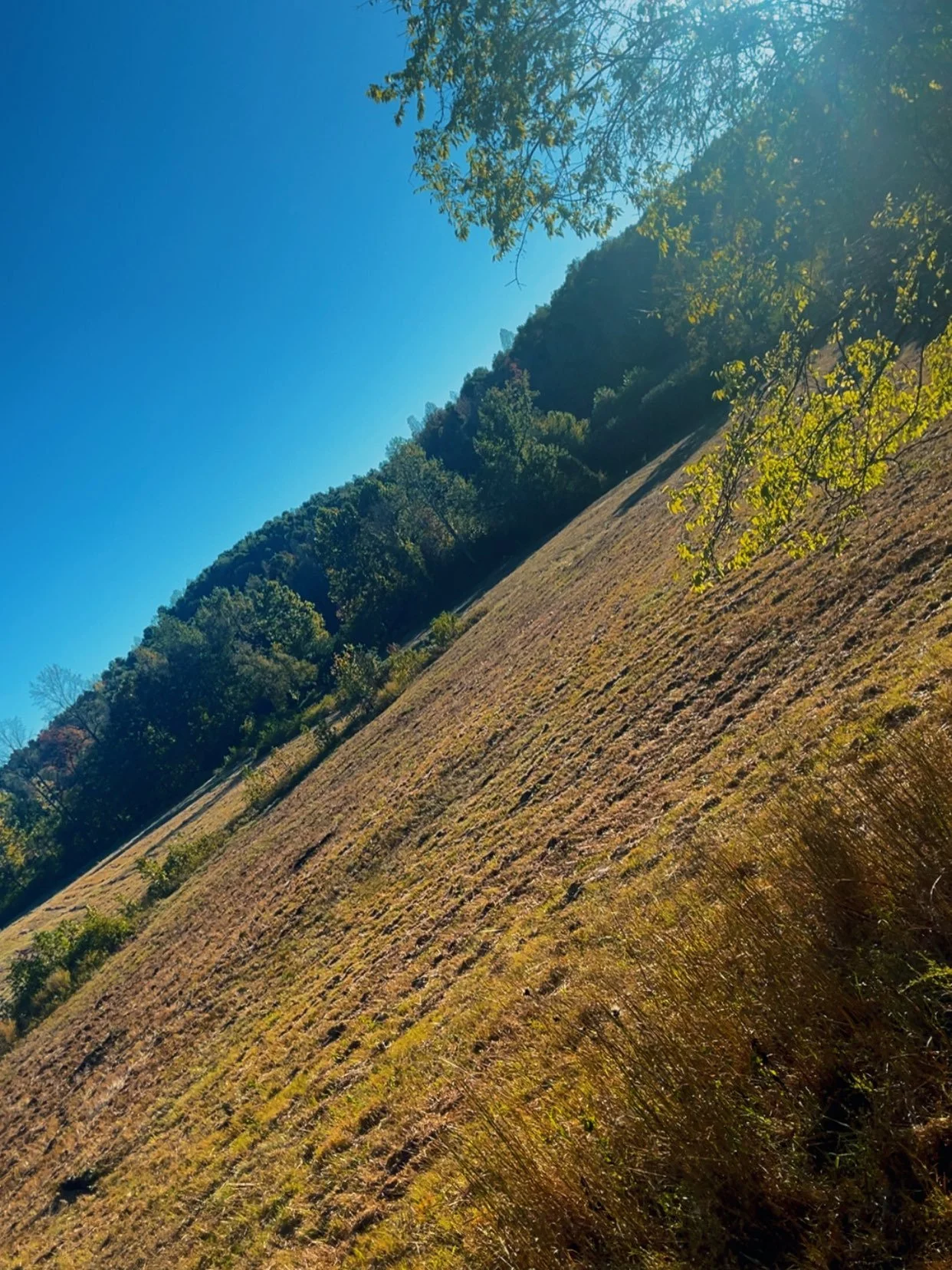 We still have availability for bush hogging!! Let Precision help get your land cleaned up for those fall hay rides, food plots, over grown pastures, hunting grounds etc&hellip;  Call or text today! 731-614-7900