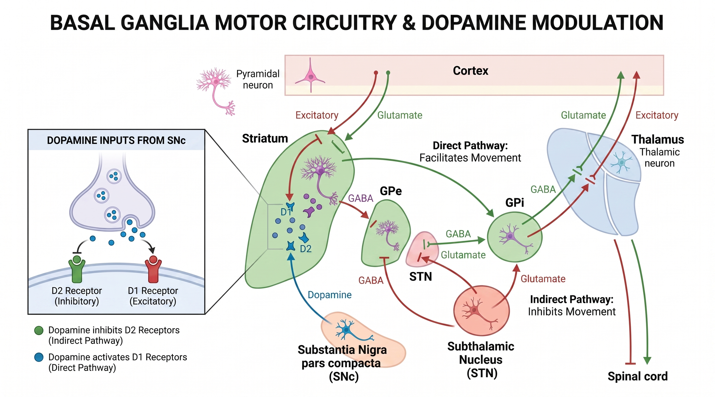 Schematic basal ganglia motor circuitry showing dopamine action at the striatum through D1 and D2 receptors and downstream effects on GPi, STN, and thalamocortical output.