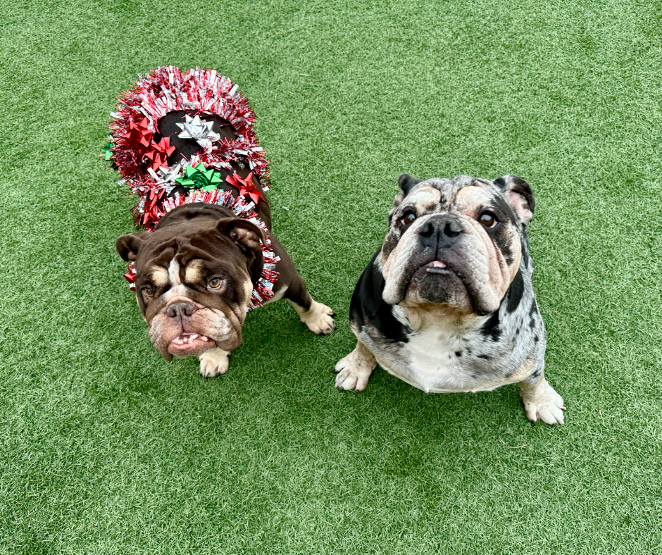 Two bulldogs sitting on green grass, one wearing a festive red, green, and silver holiday wreath costume.