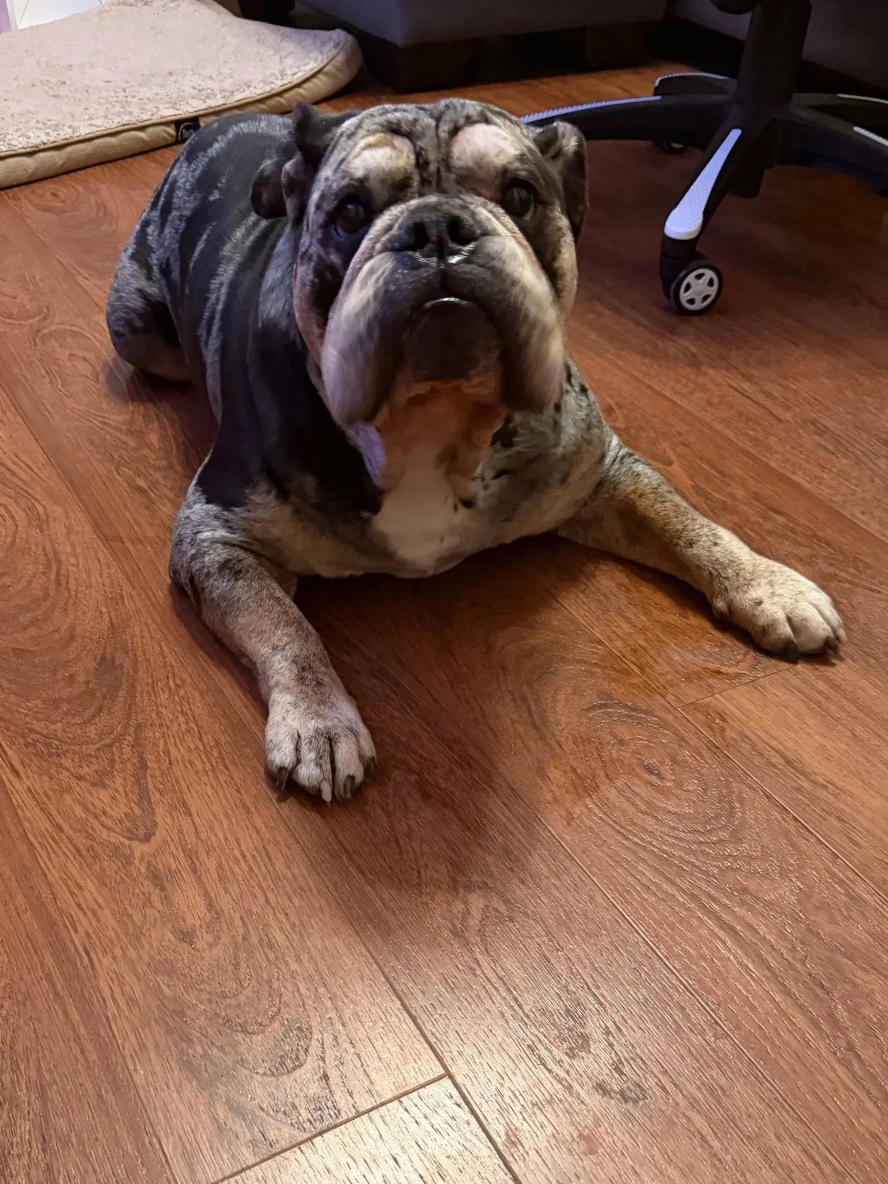 A bulldog lying on a wooden floor, looking up at the camera.