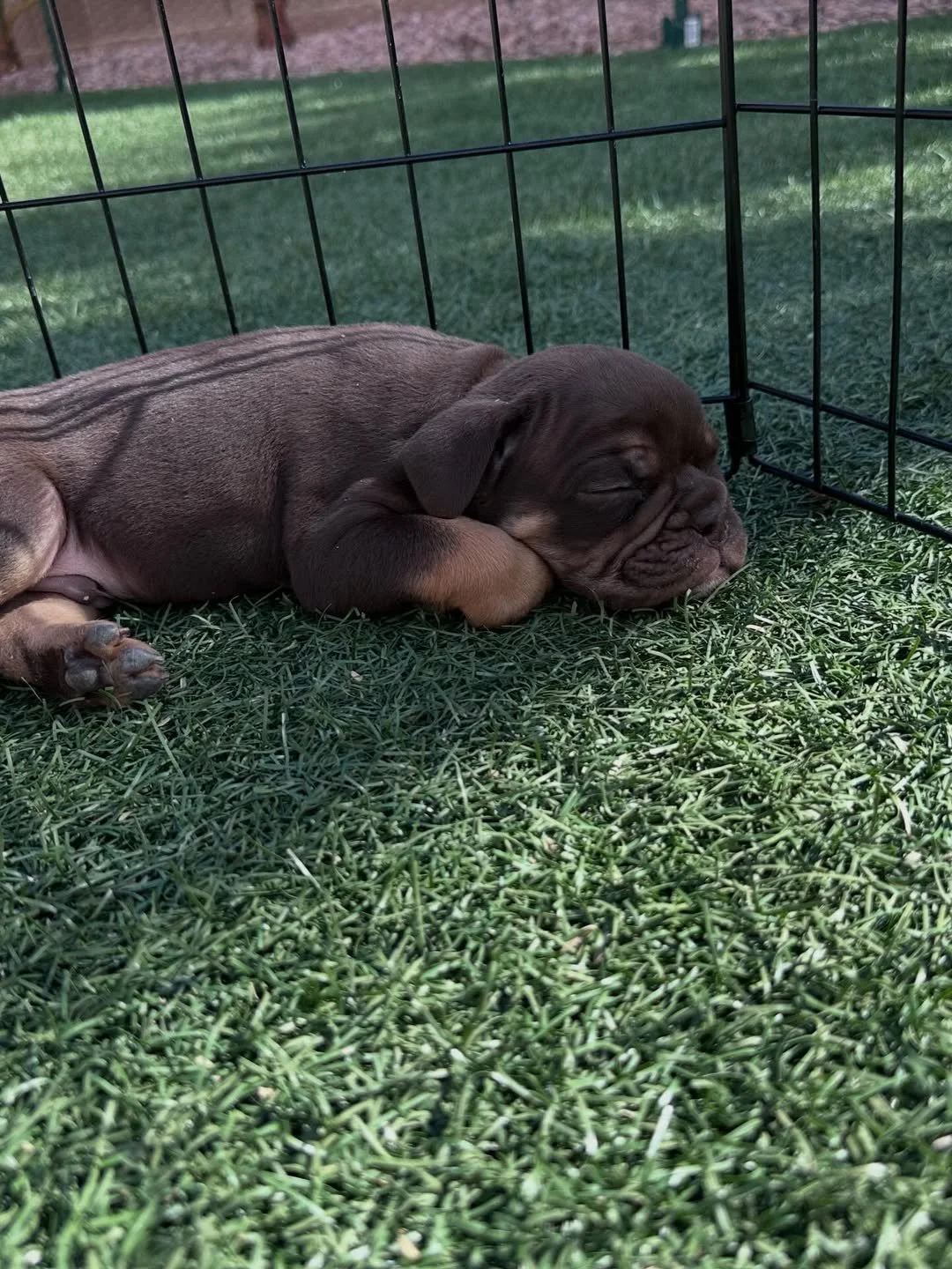 A sleeping brown puppy lying on green grass inside a wire enclosure.