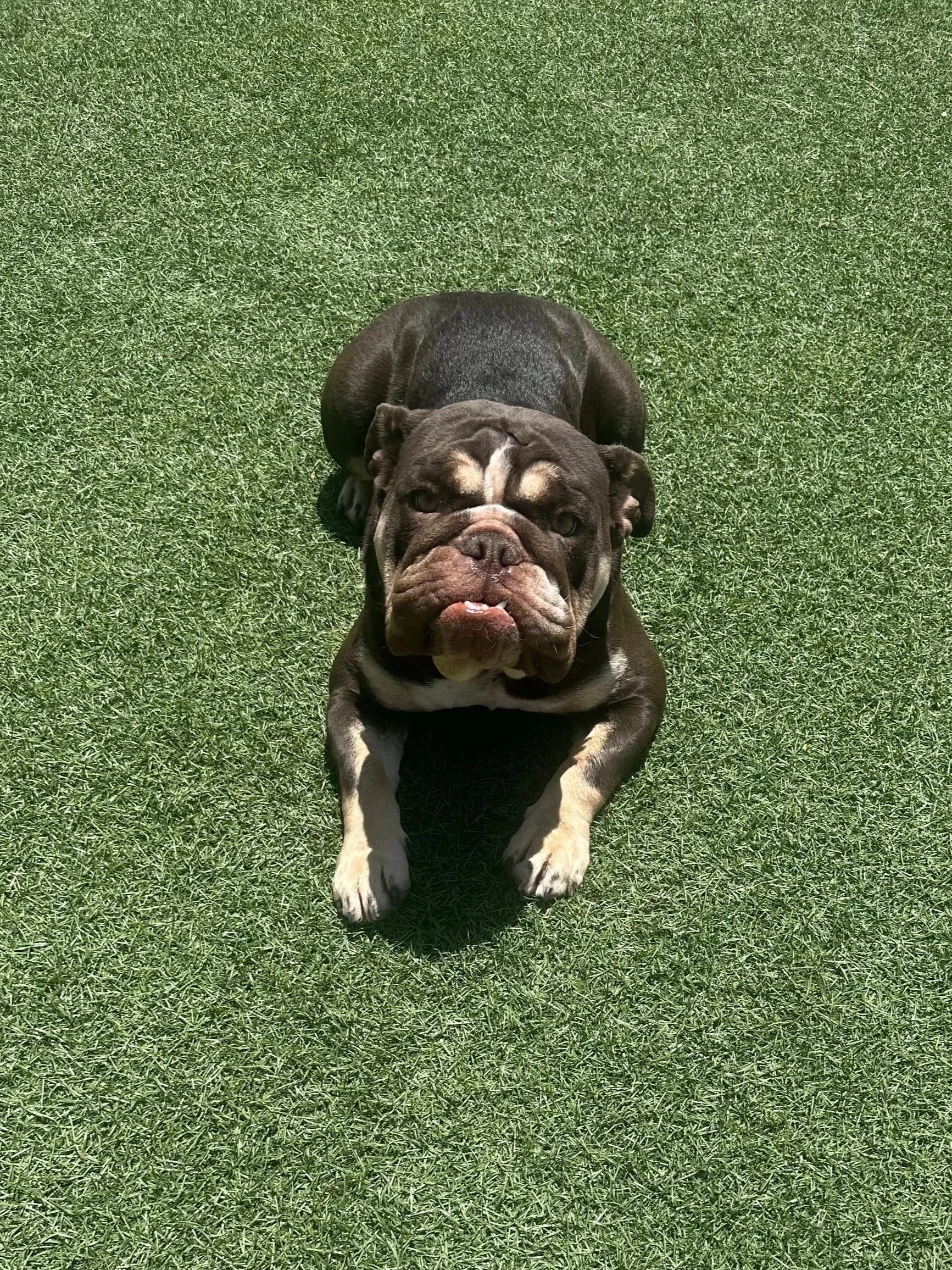 A brown and white bulldog lying on green grass, facing towards the camera.