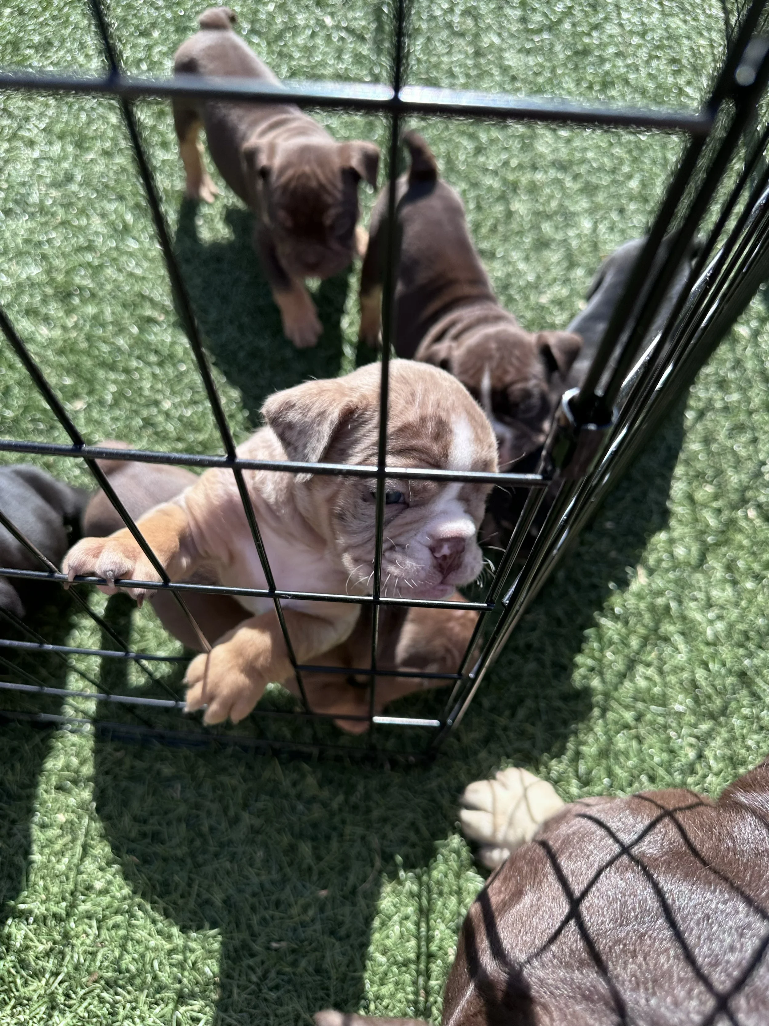 Several puppies inside a black wire crate on green grass, with one puppy reaching through the bars.