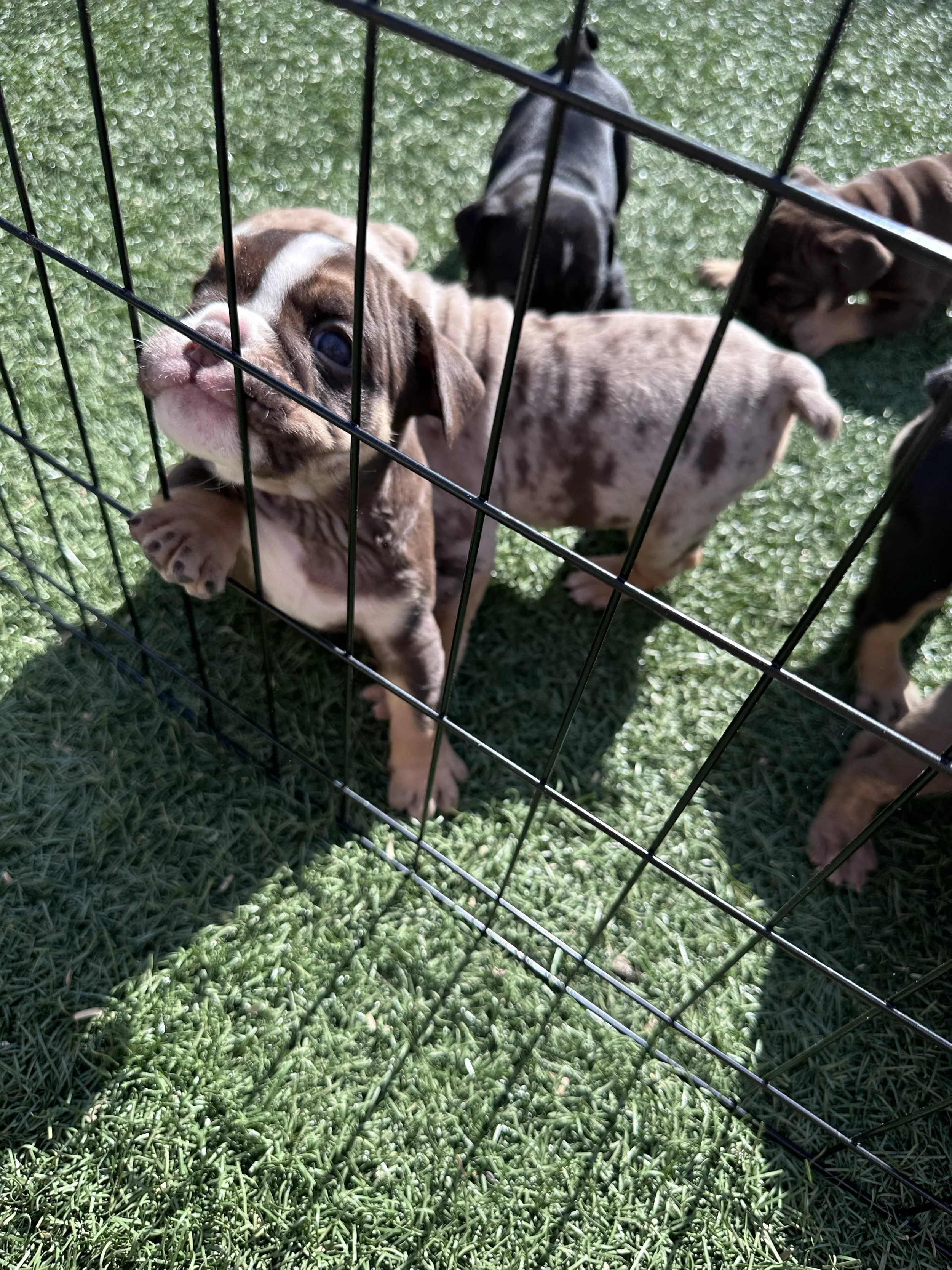 Multiple puppies behind a metal fence on green grass, one puppy is looking through the fence.