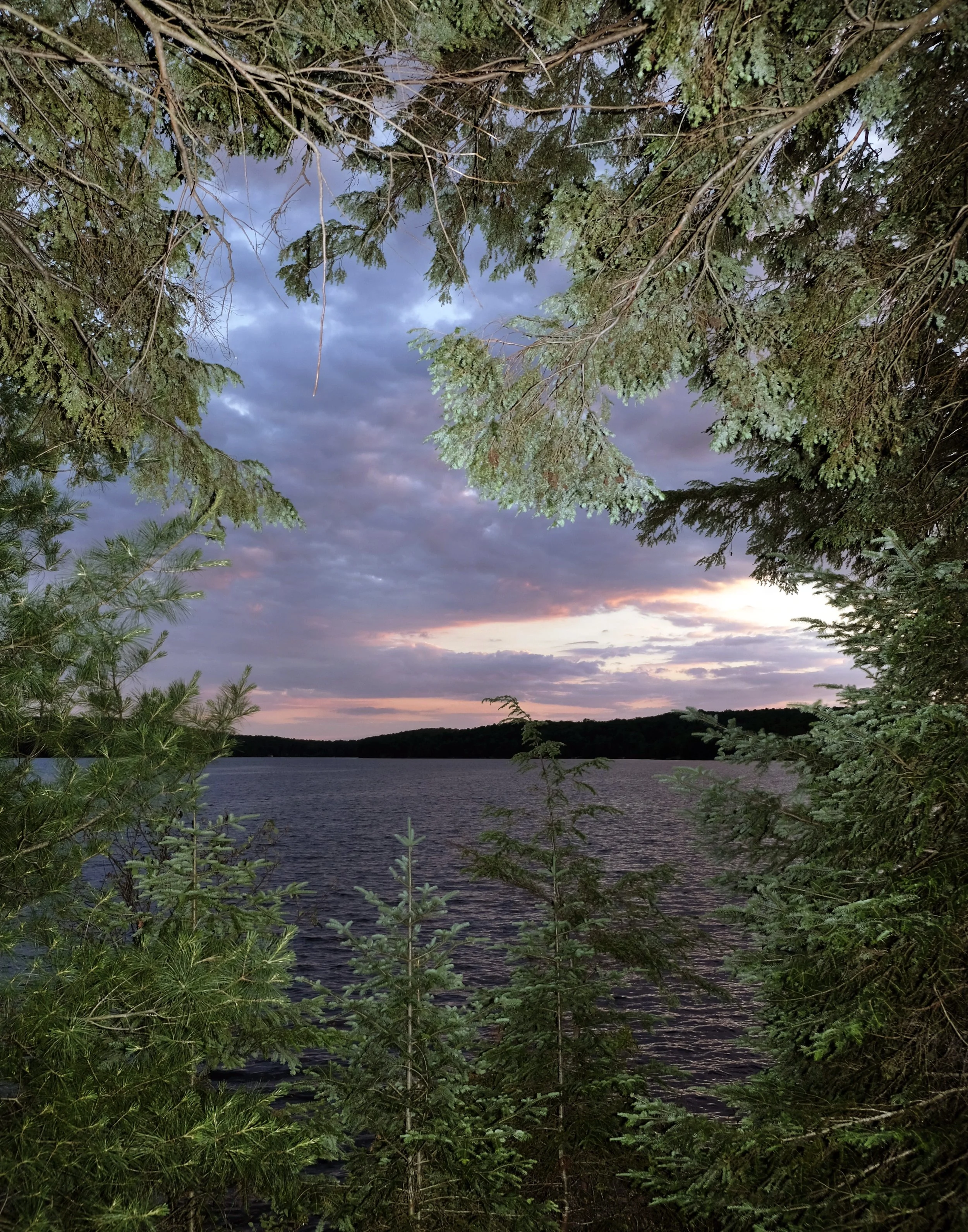 treelakenew copy.jpg