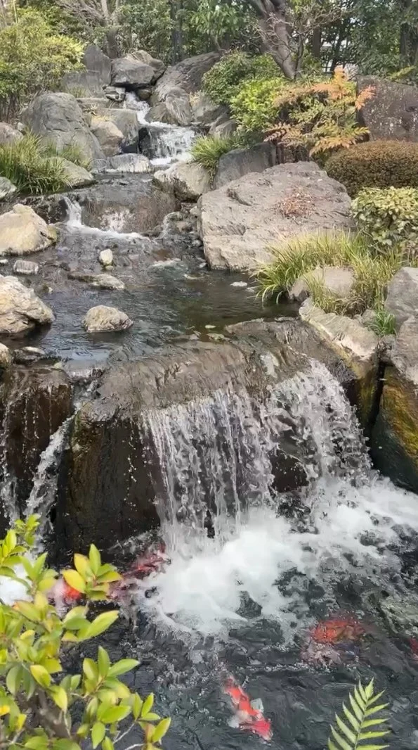Koi pond - Sensoji, Asakusa