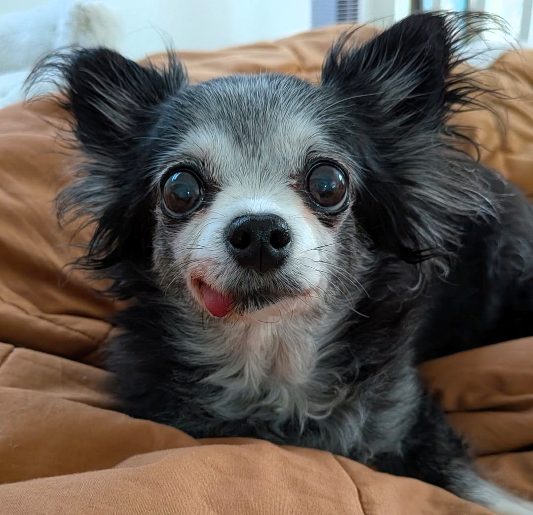 Good Dog Society – Founding Supporter Keyring (Limited 100)