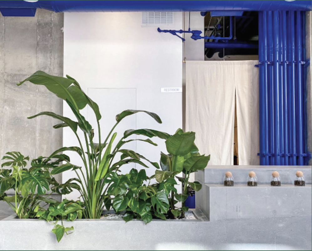 Indoor space with large potted green plants, concrete wall, sign indicating restroom, blue pipe decor, and a white curtain