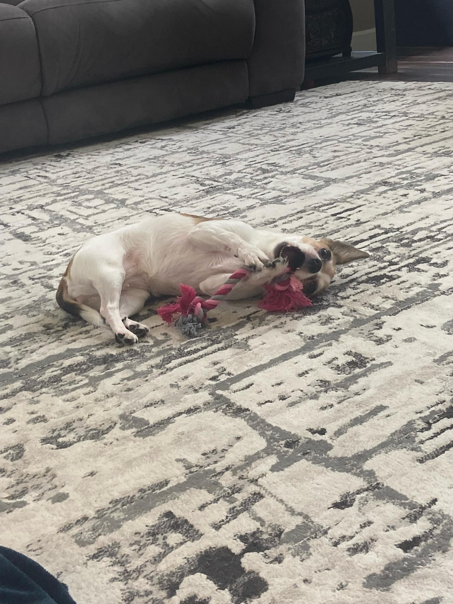 A small dog playing on a patterned rug with a pink toy while lying on its back.