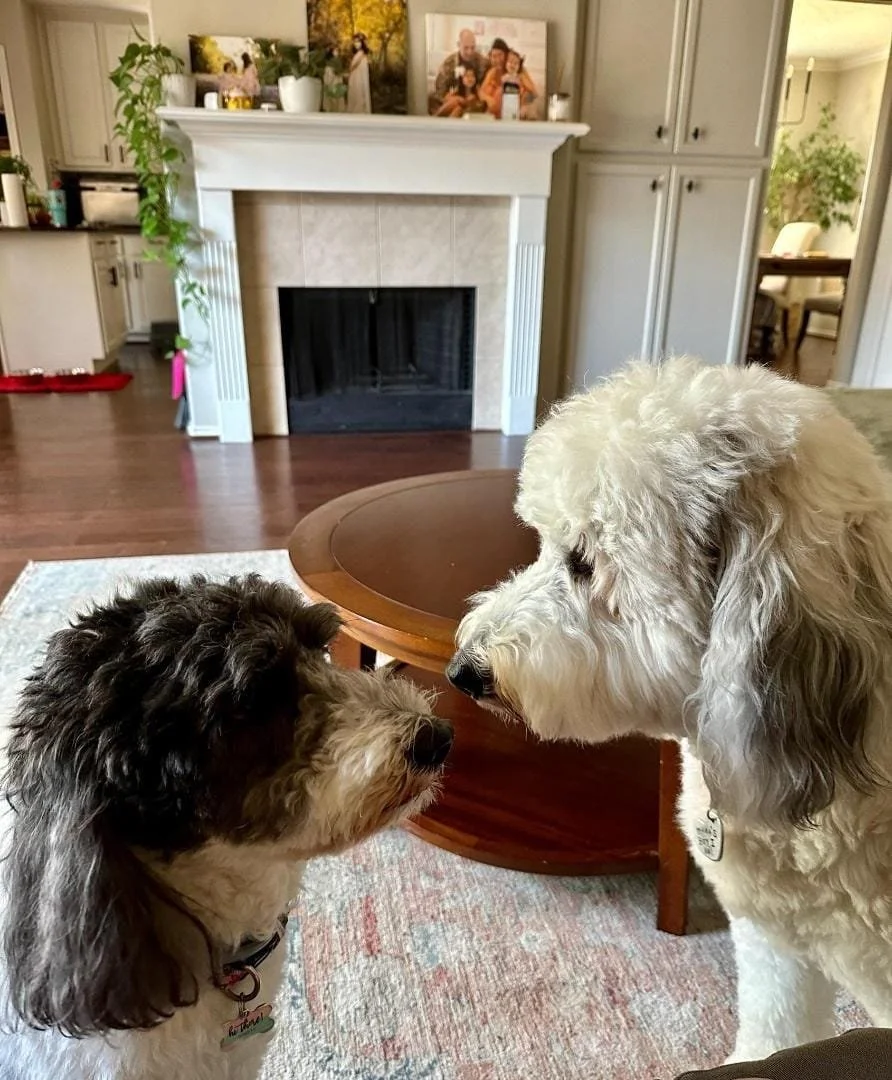 Two dogs, a black and white one on the left and a light-colored one on the right, are nose-to-nose inside a living room, near a round wooden coffee table and a fireplace.