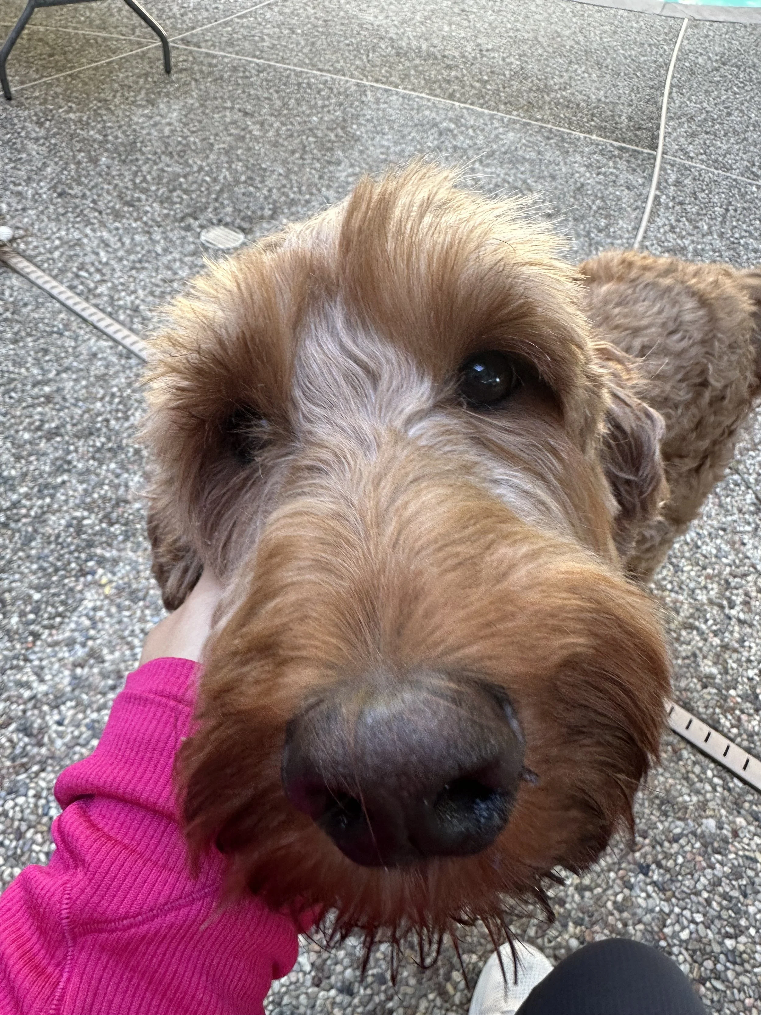 Extra 30 min added to any In Home Petsitting