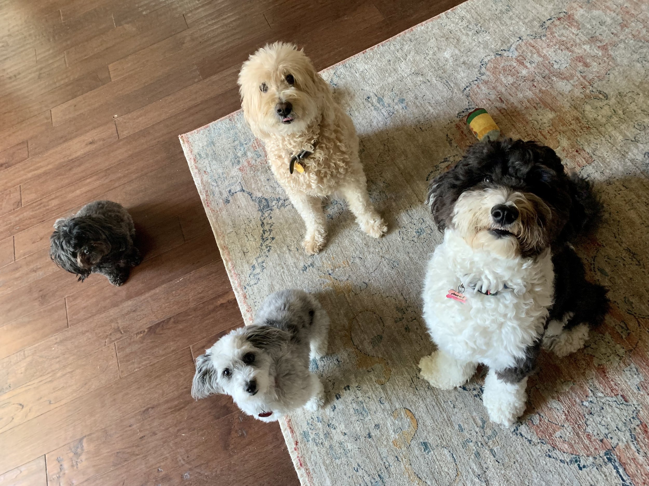 Overnight Stay (2 or more pets)