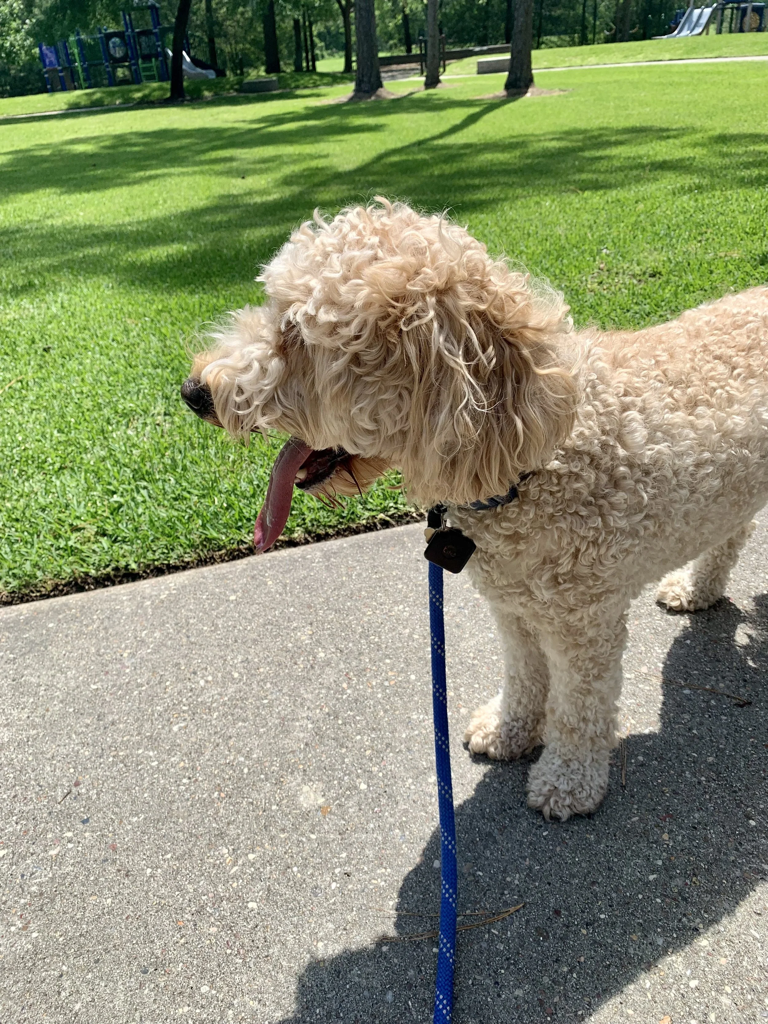 A curly-haired beige dog on a leash standing on a paved path in a park with green grass and trees in the background.