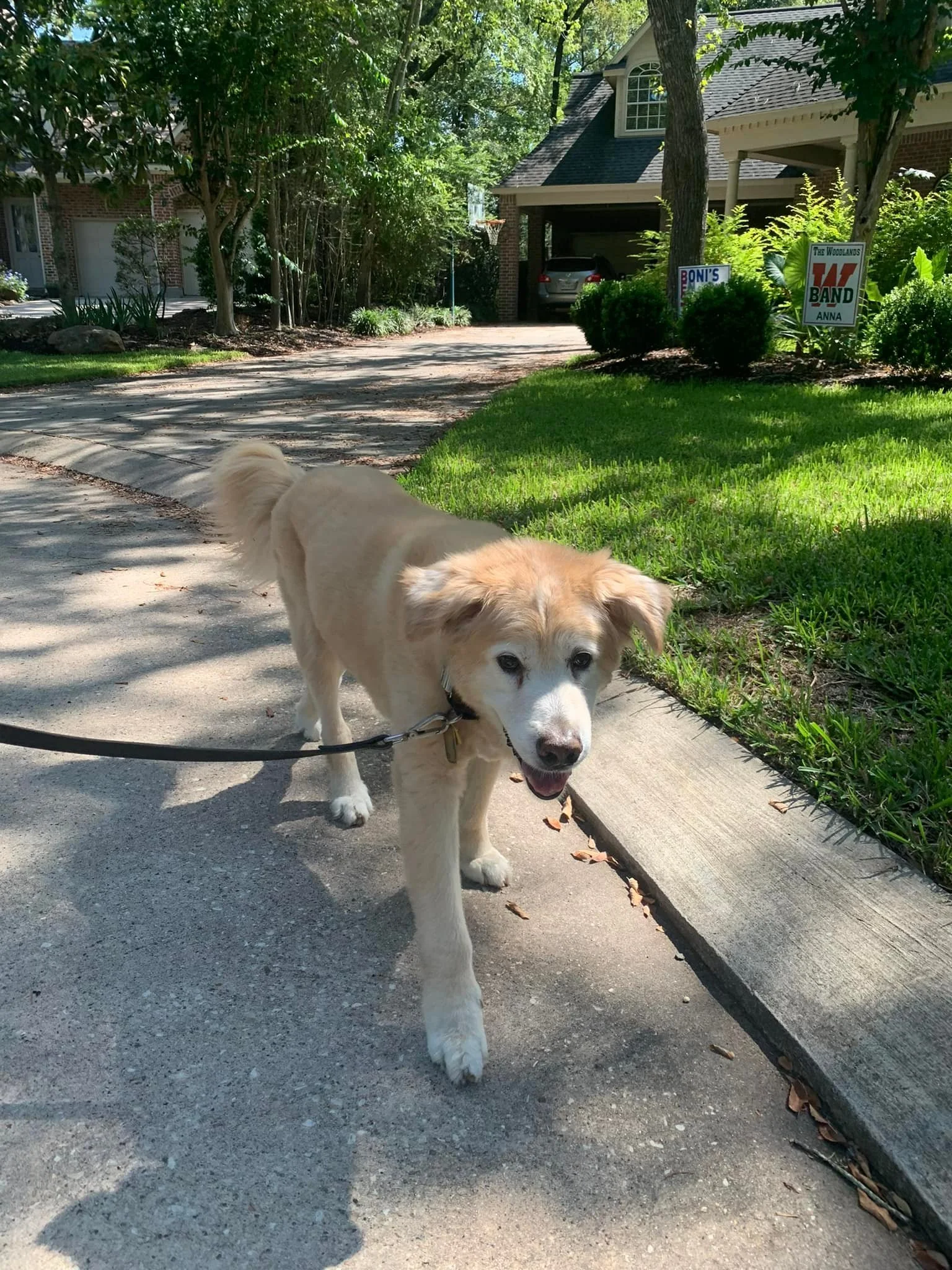 A dog walking on a concrete sidewalk in a suburban neighborhood on a sunny day.