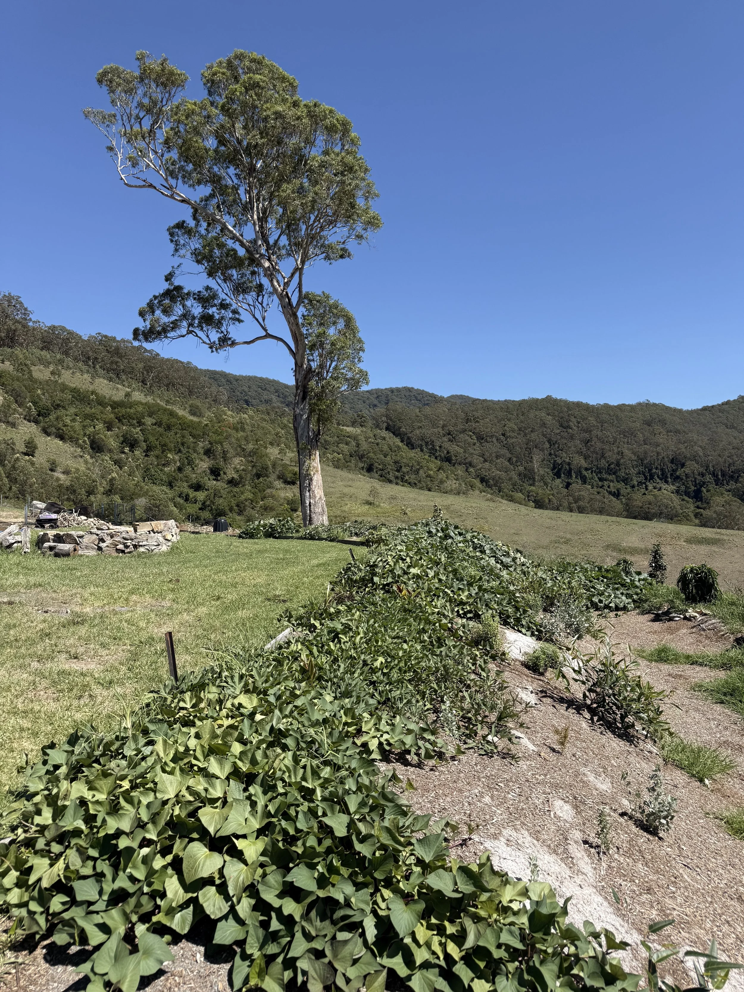 A landscape with a large tree in the background, with water managment swales covered with green leafy plants in the foreground, under a clear blue sky with hills in the distance.