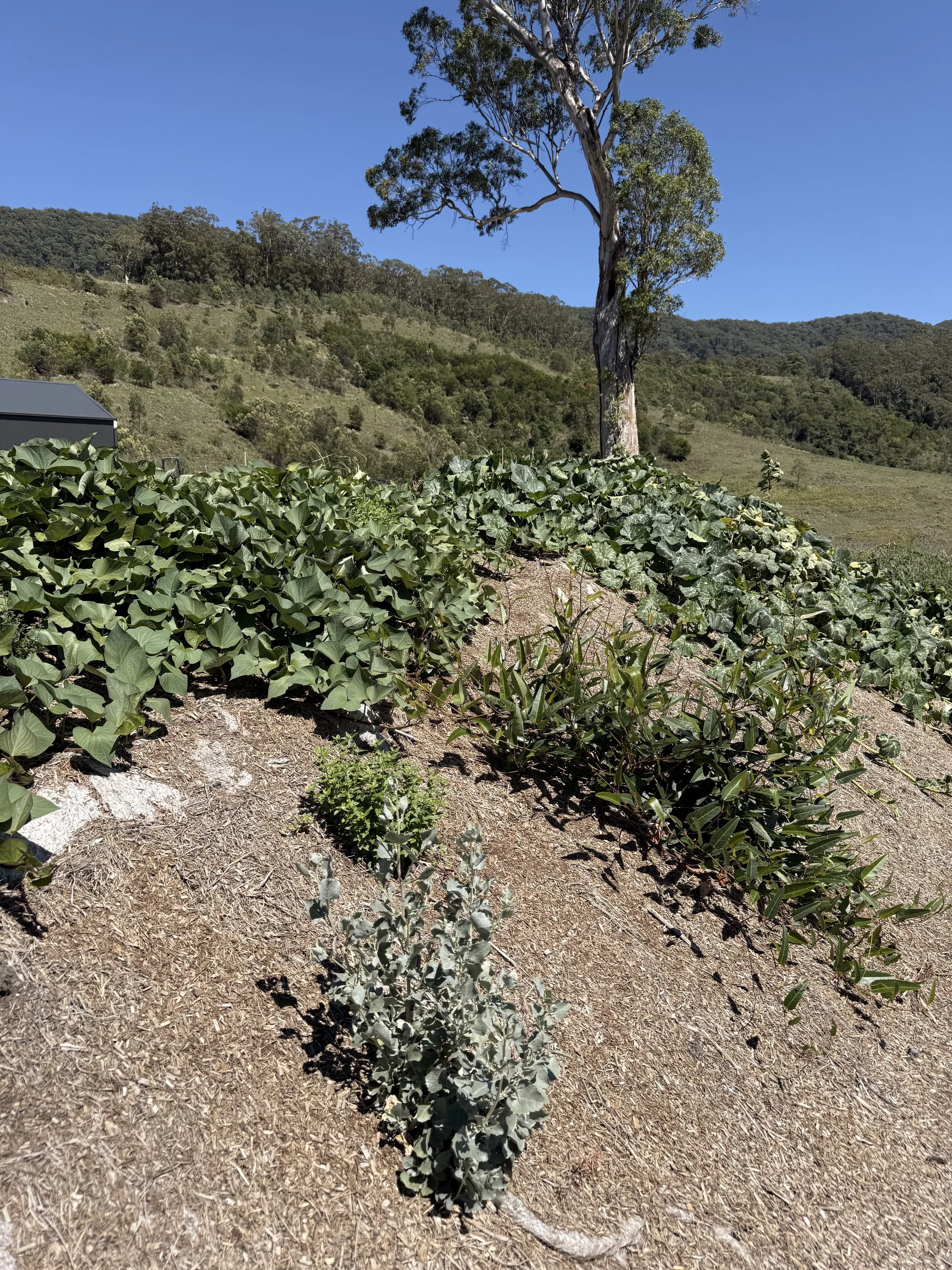 Swalwa with rows of green plants and a large tree with a twisted trunk on a hillside under a clear blue sky.