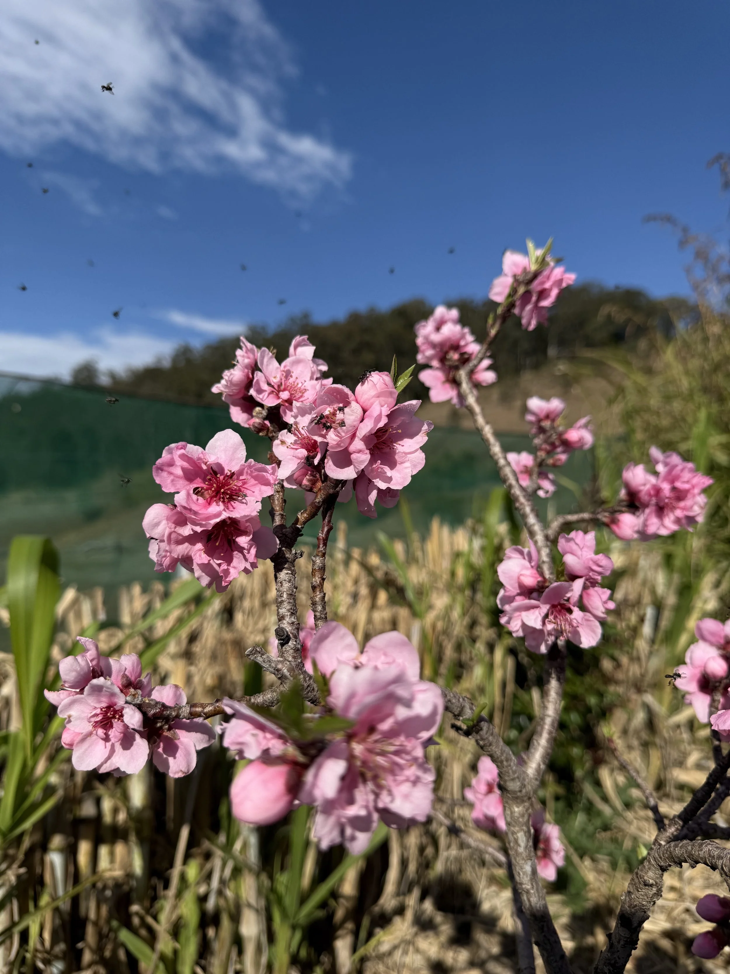 Pink flowers blooming on a tree branch in a field with a blue sky and clouds in the background.