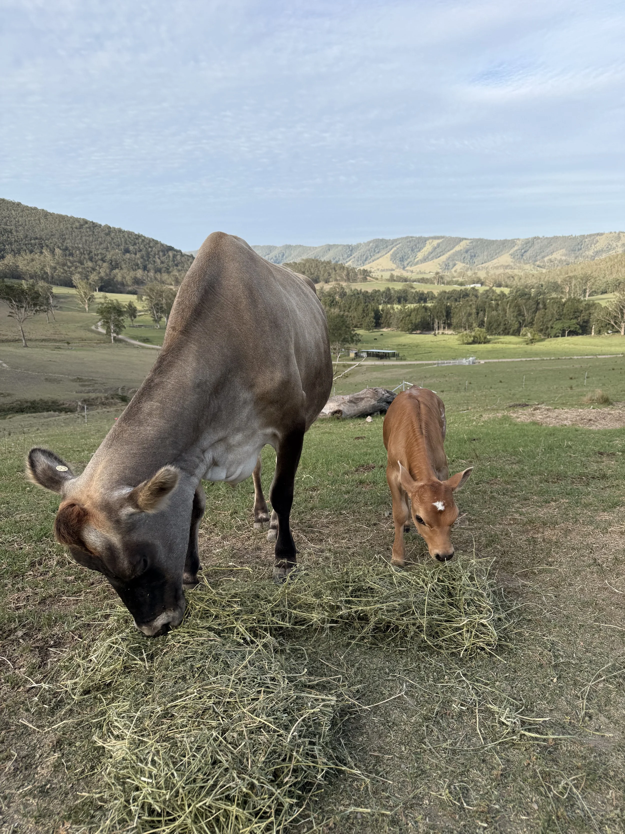 A cow and a calf grazing on grass in a green pasture with rolling hills and blue skies in the background.
