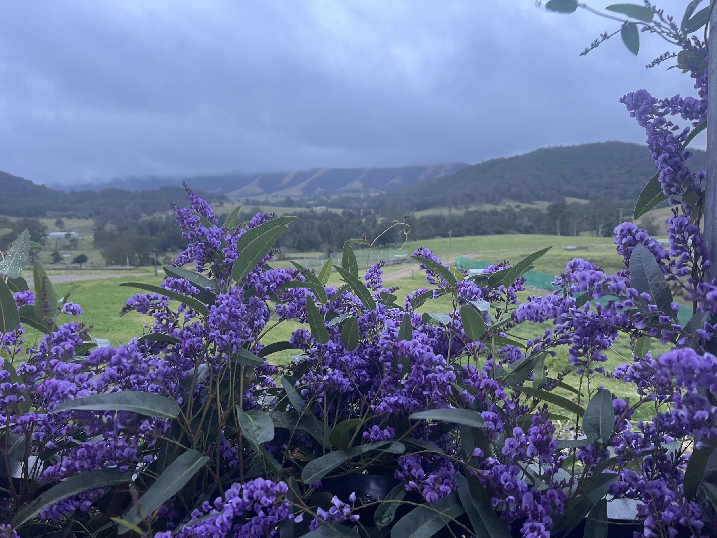 Purple flowering bushes in foreground with green hills and cloudy sky in the background.