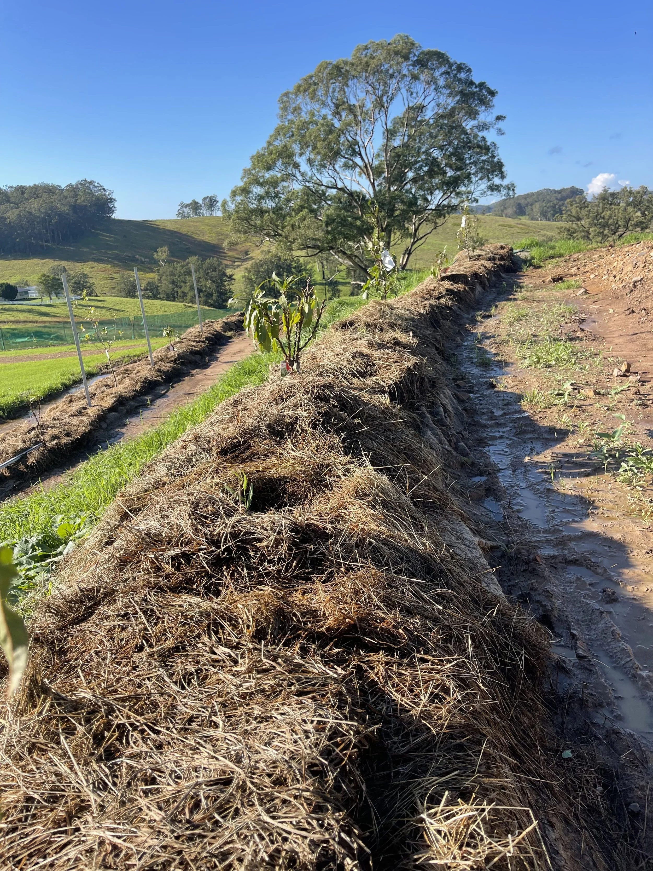 A farm with a dirt path, small plants growing along the side, and a large tree in the distance under a clear blue sky.