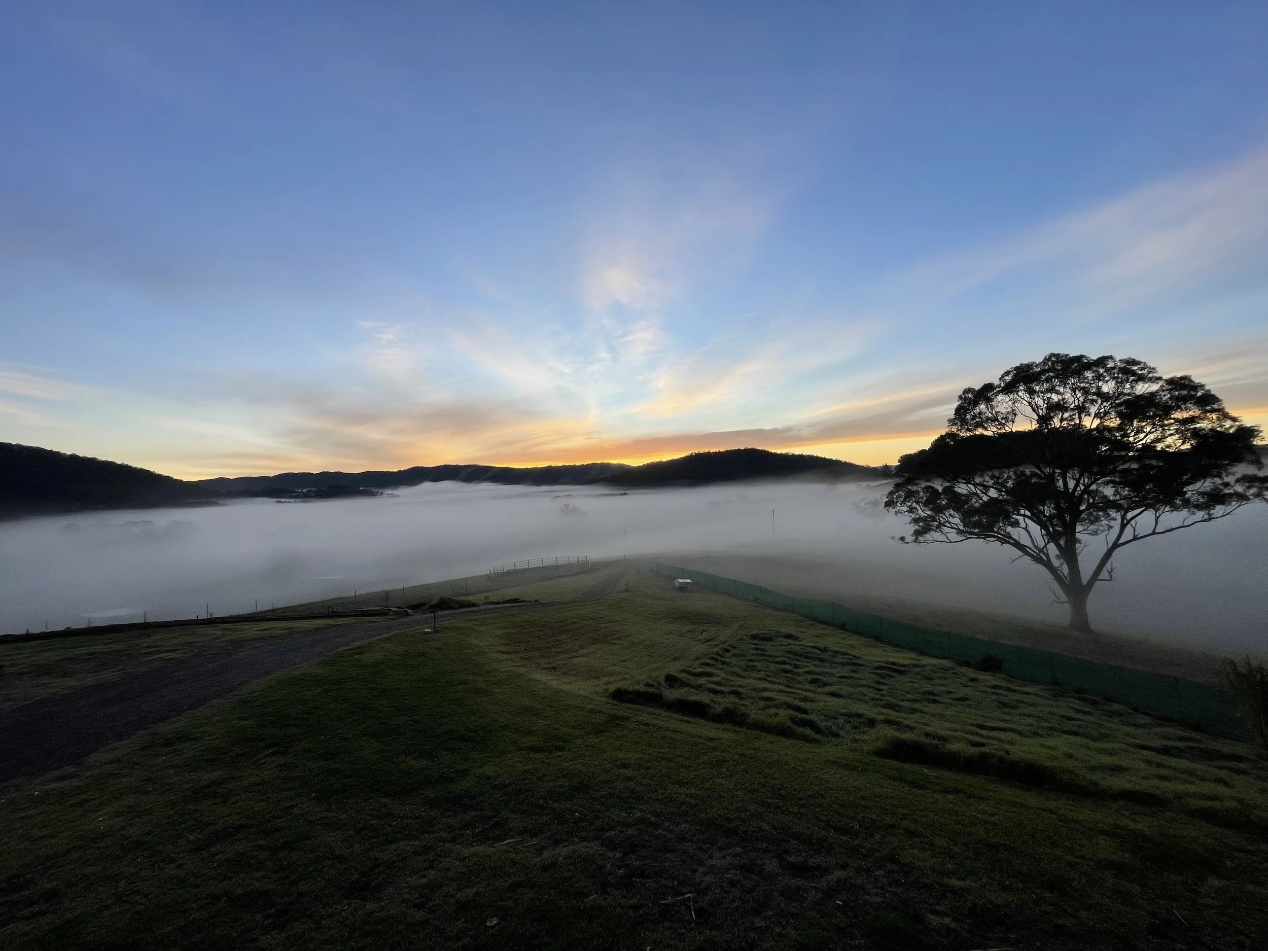 A landscape scene during dawn with a large tree on the right, fog covering the fields, and a colorful sky with blue, yellow, and orange hues.